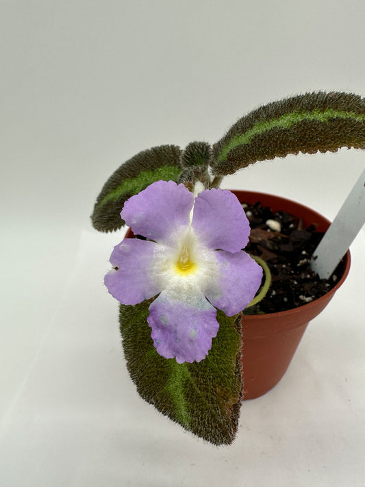 Blue Waters - Live Episcia 4"