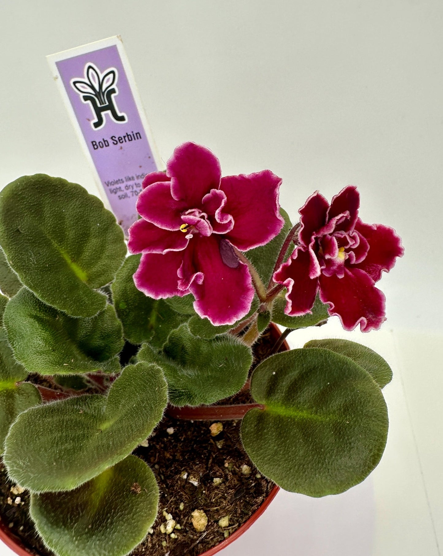 Bob Serbin - Live African Violet 4"