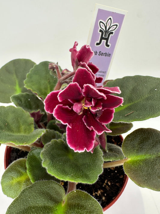 Bob Serbin - Live African Violet 4"