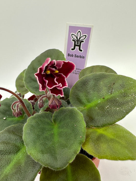 Bob Serbin - Live African Violet 4"