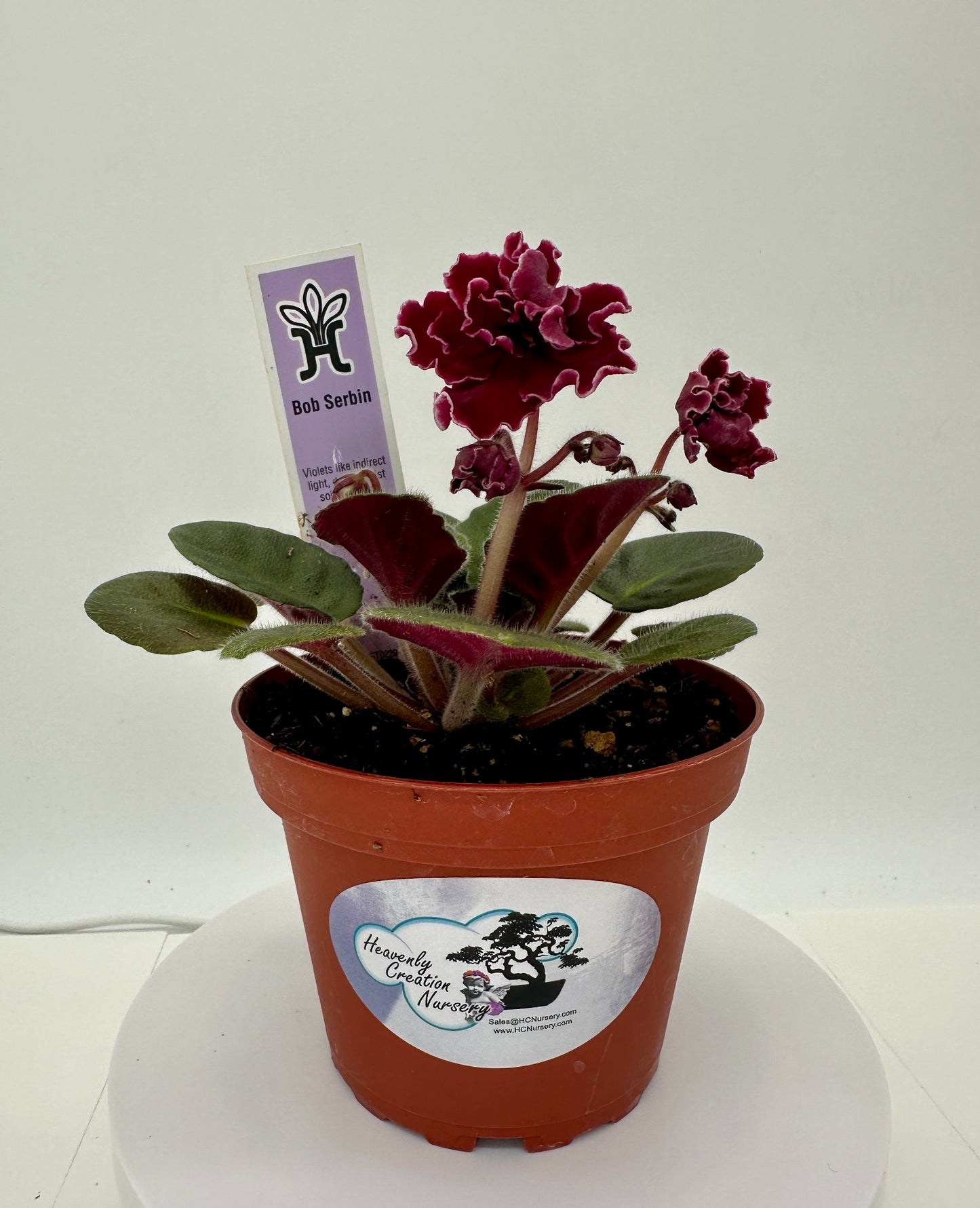 Bob Serbin - Live African Violet 4"