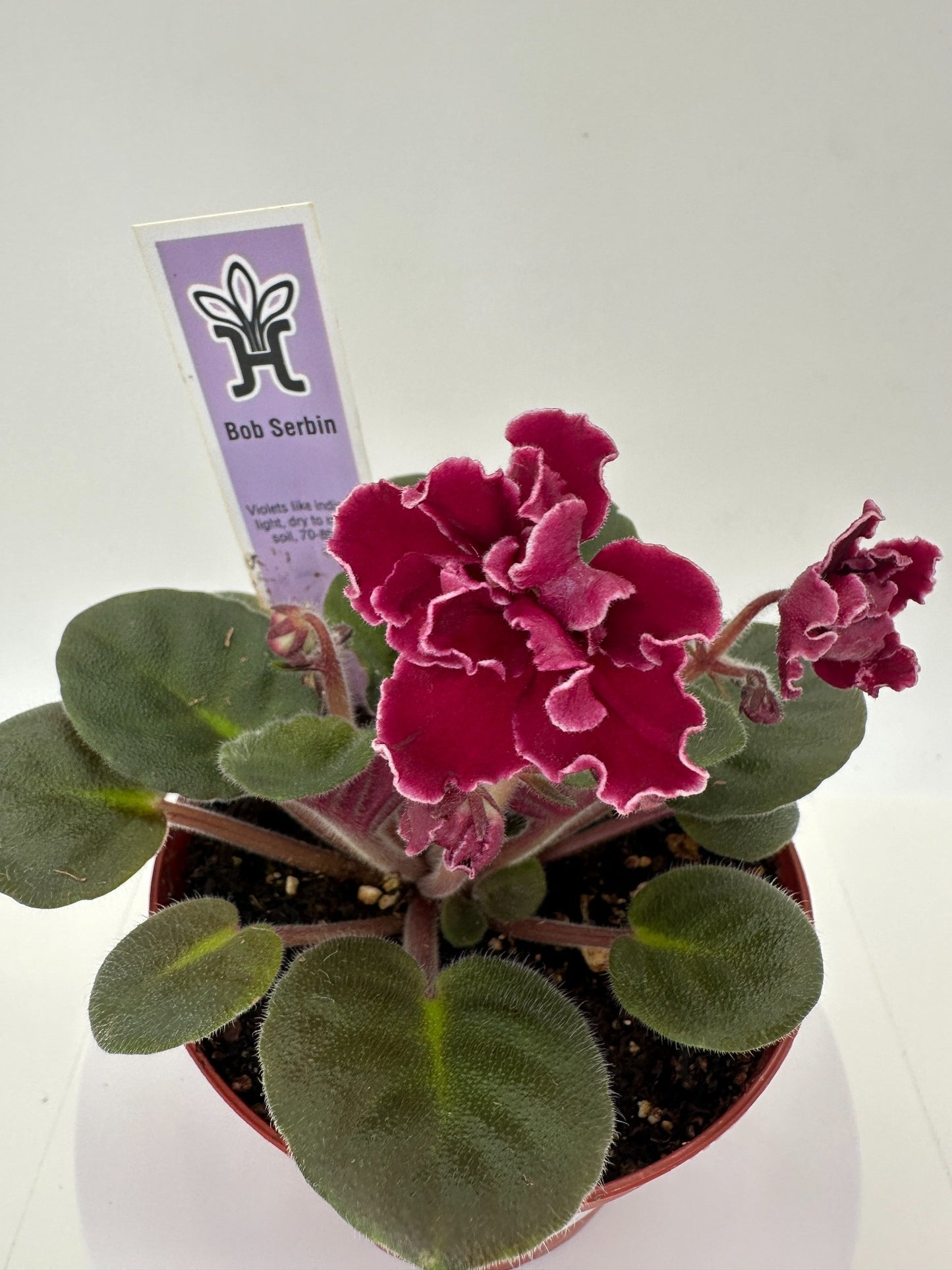 Bob Serbin - Live African Violet 4"