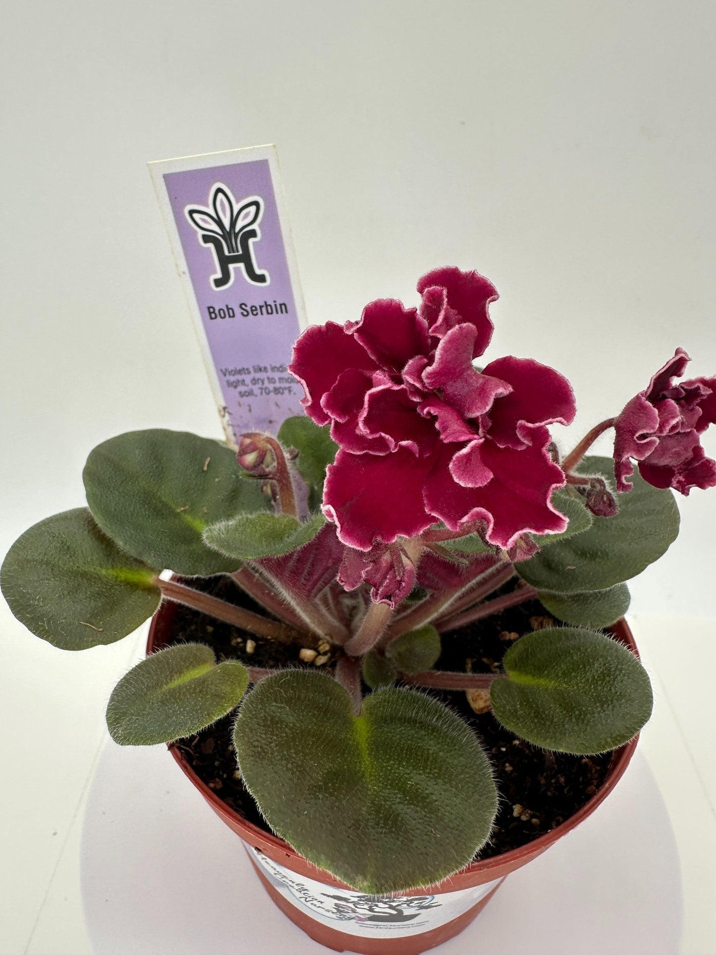 Bob Serbin - Live African Violet 4"