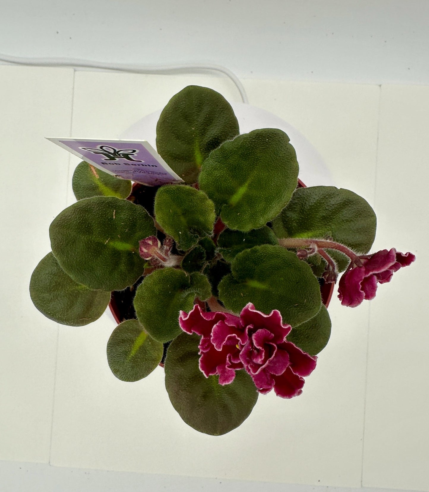 Bob Serbin - Live African Violet 4"
