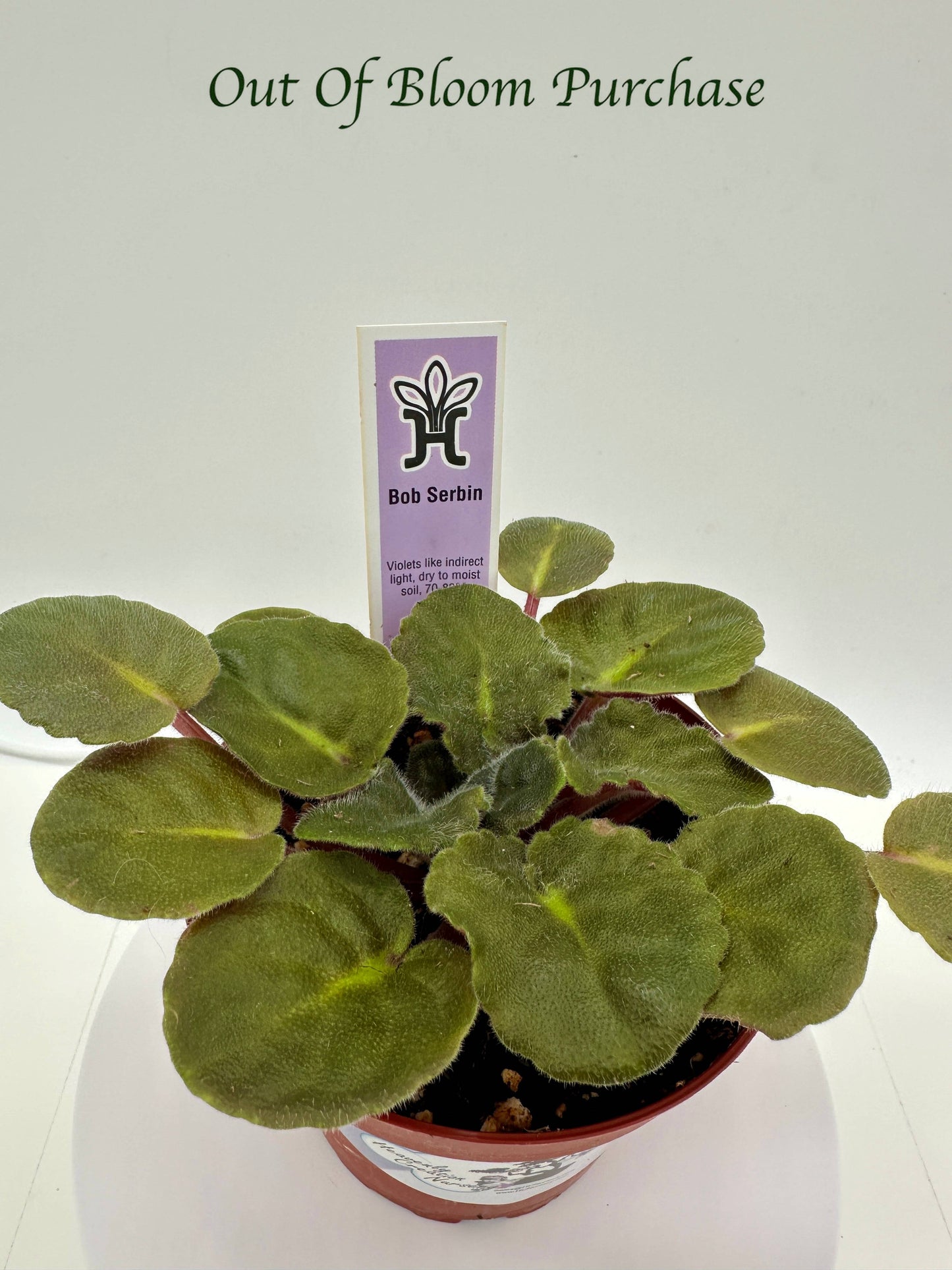 Bob Serbin - Live African Violet 4"