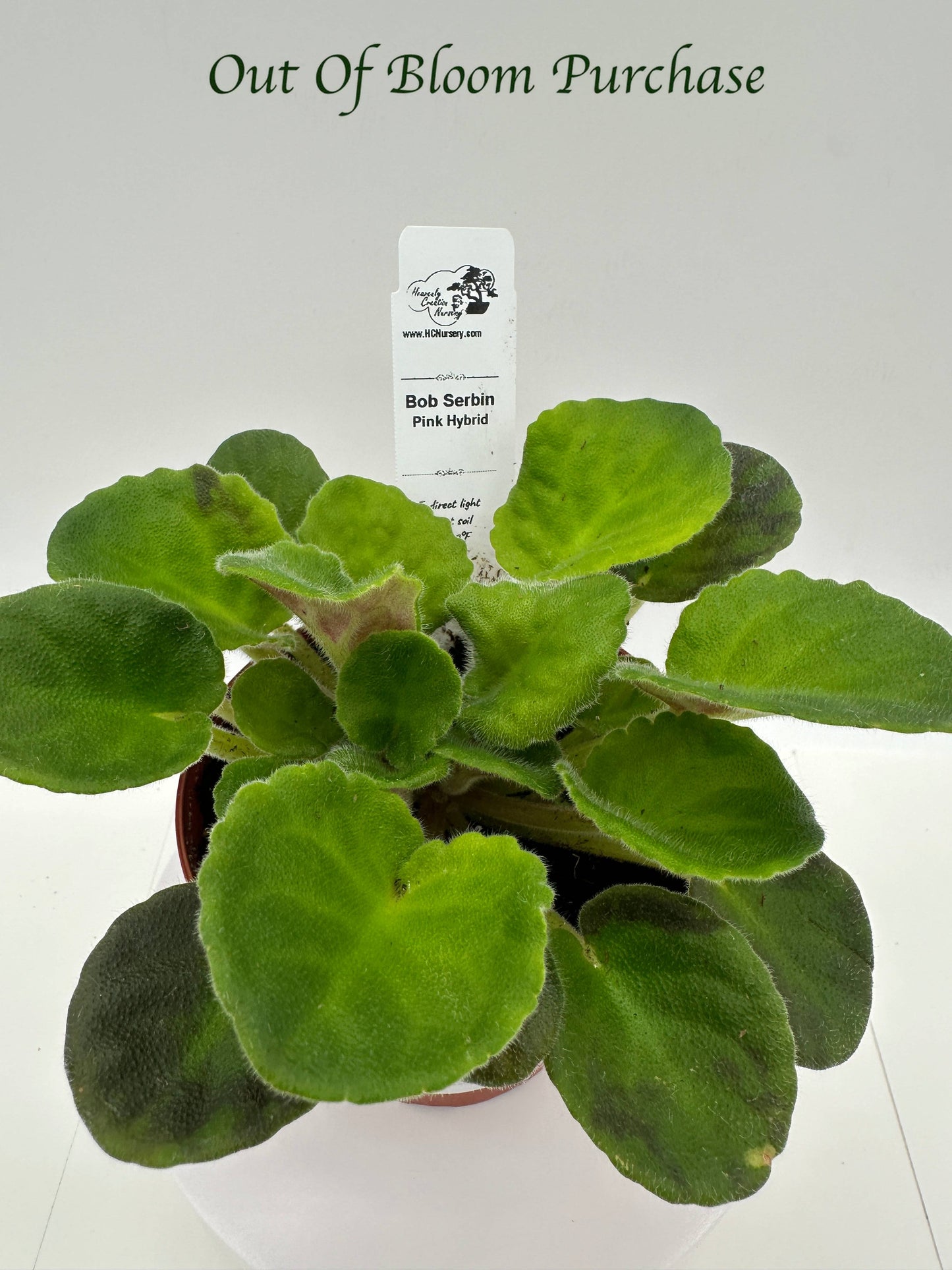 Bob Serbin / Pink Hybrid - Live African Violet 4"