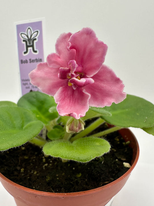 Bob Serbin / Pink Hybrid - Live African Violet 4"