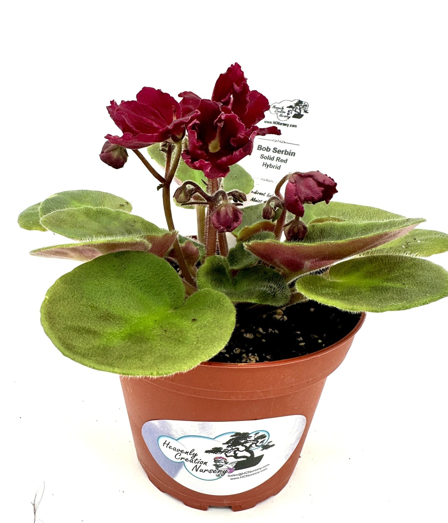Bob Serbin - Solid Red Hybrid - Live African Violet 4"