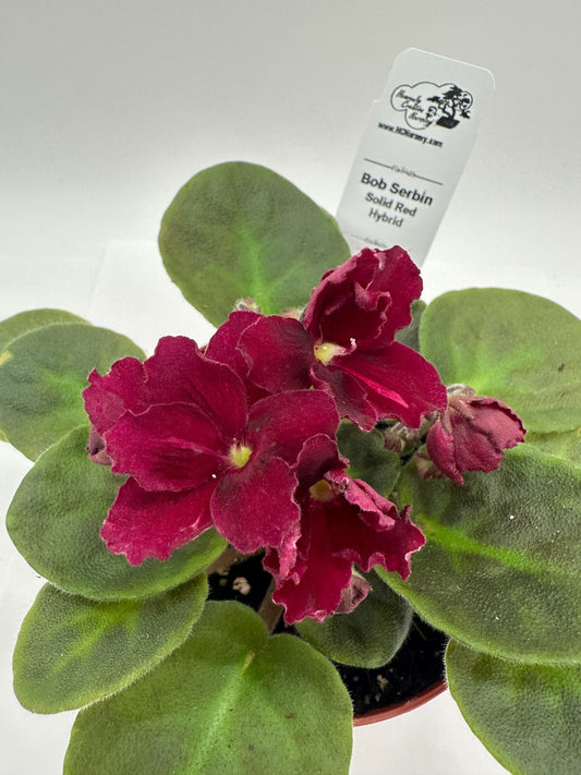 Bob Serbin - Solid Red Hybrid - Live African Violet 4"