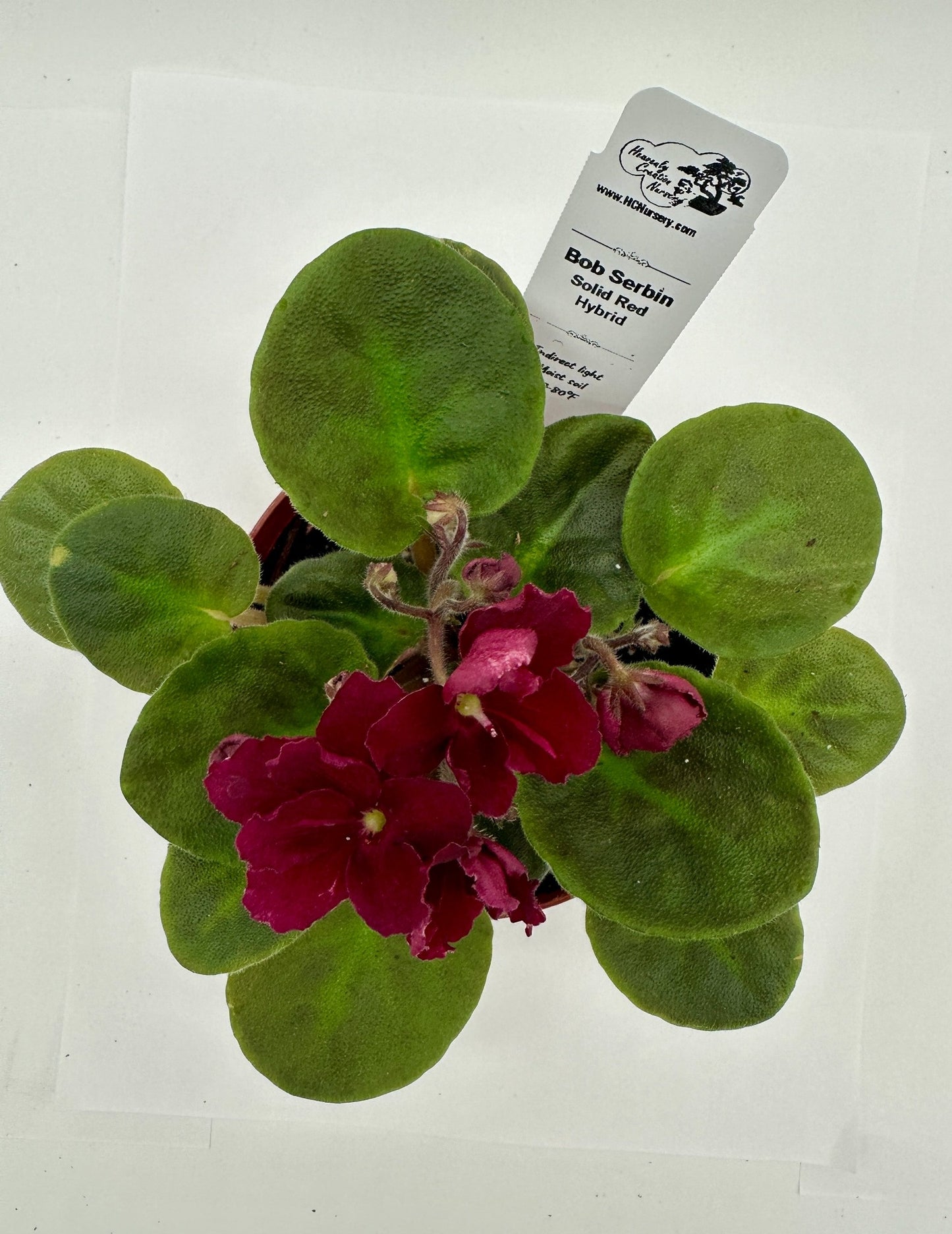 Bob Serbin - Solid Red Hybrid - Live African Violet 4"