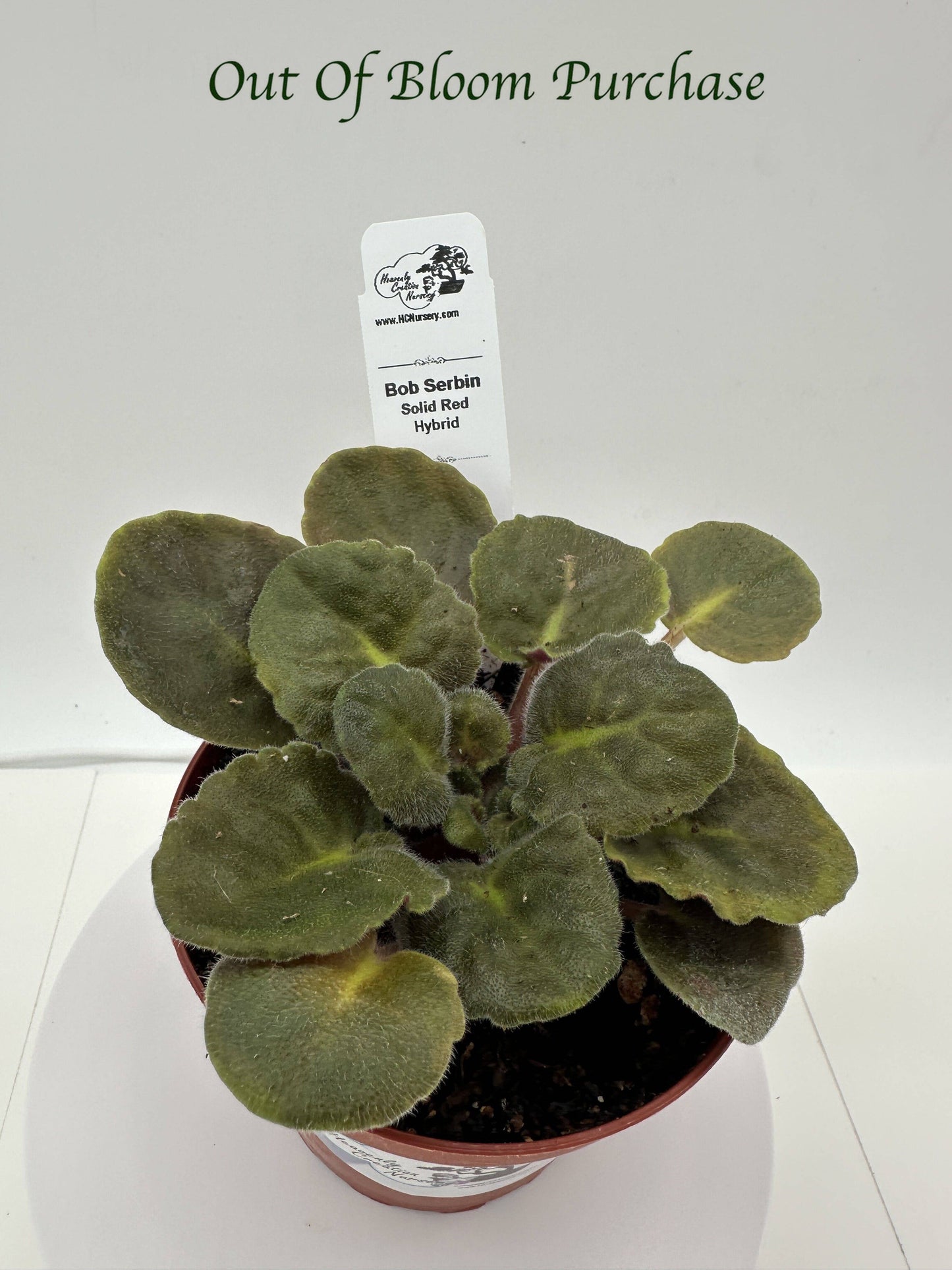 Bob Serbin - Solid Red Hybrid - Live African Violet 4"