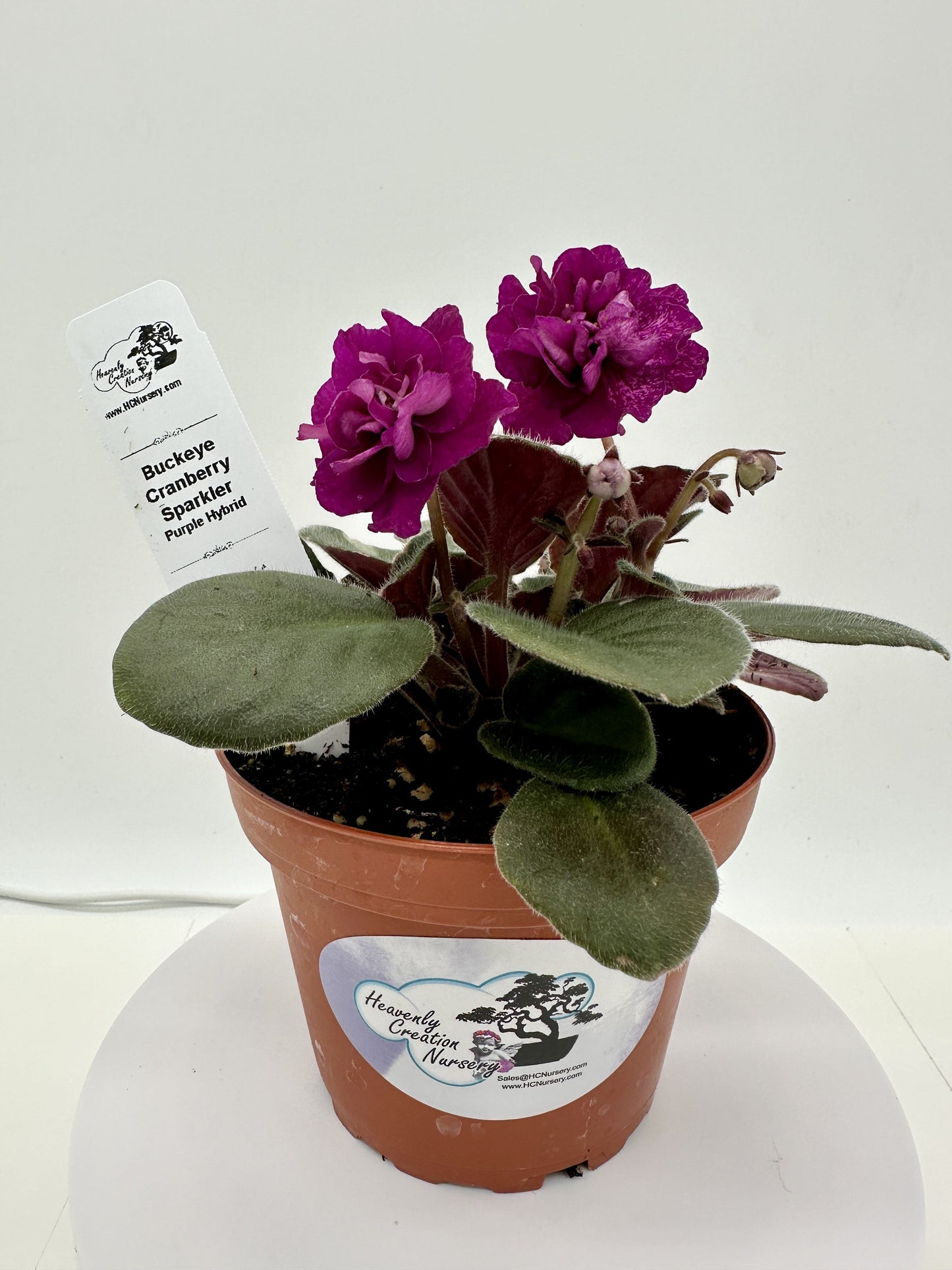 Buckeye Cranberry Sparkler - Purple Hybrid - Live African Violet 4"