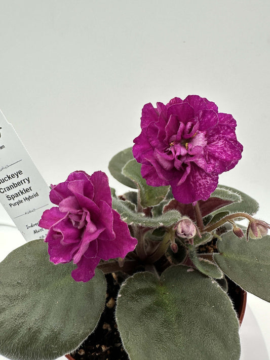 Buckeye Cranberry Sparkler - Purple Hybrid - Live African Violet 4"