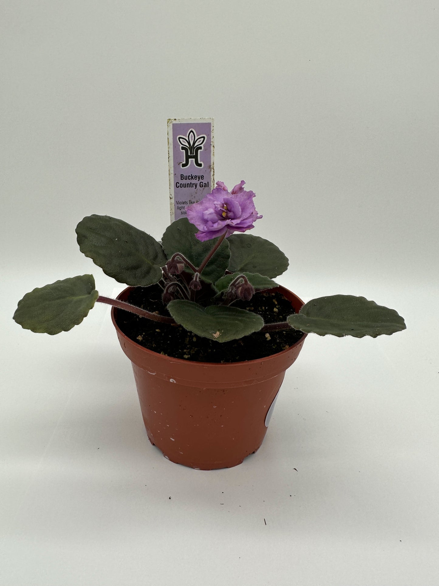 Buckeye Country Gal - Live African Violet 4"