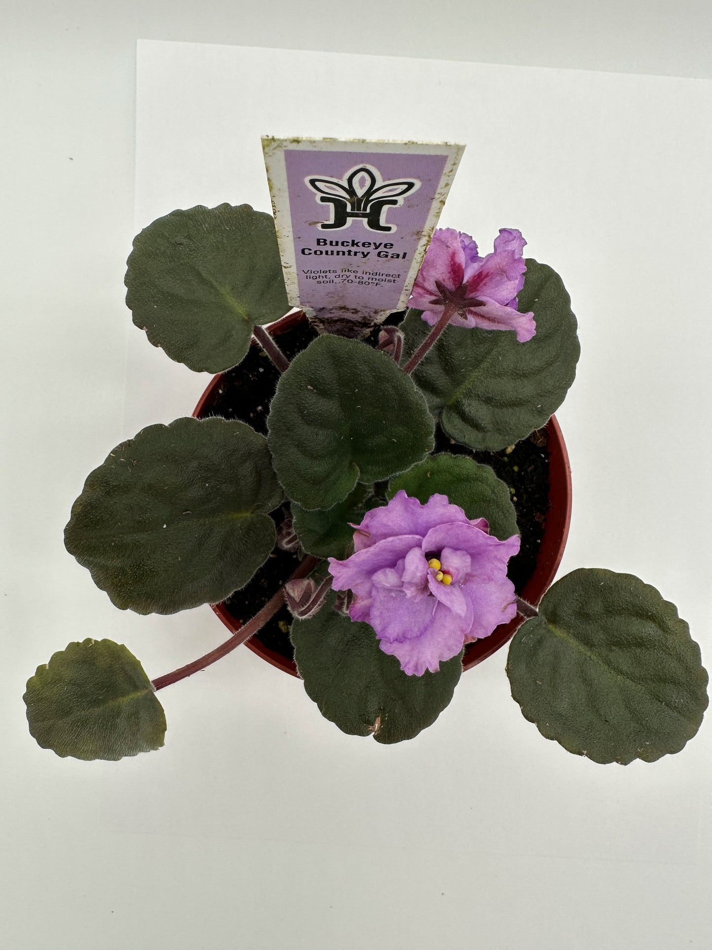 Buckeye Country Gal - Live African Violet 4"