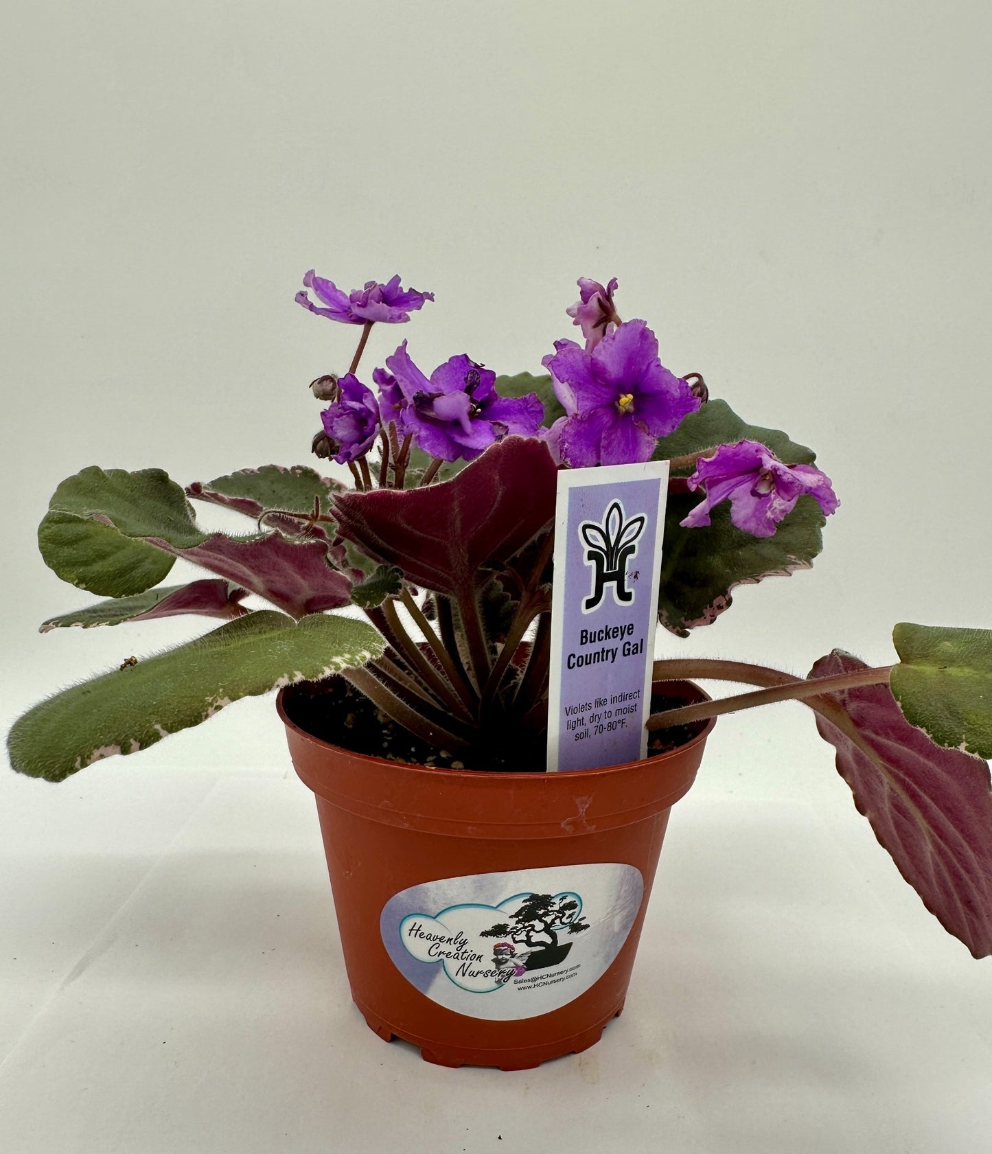Buckeye Country Gal - Live African Violet 4"