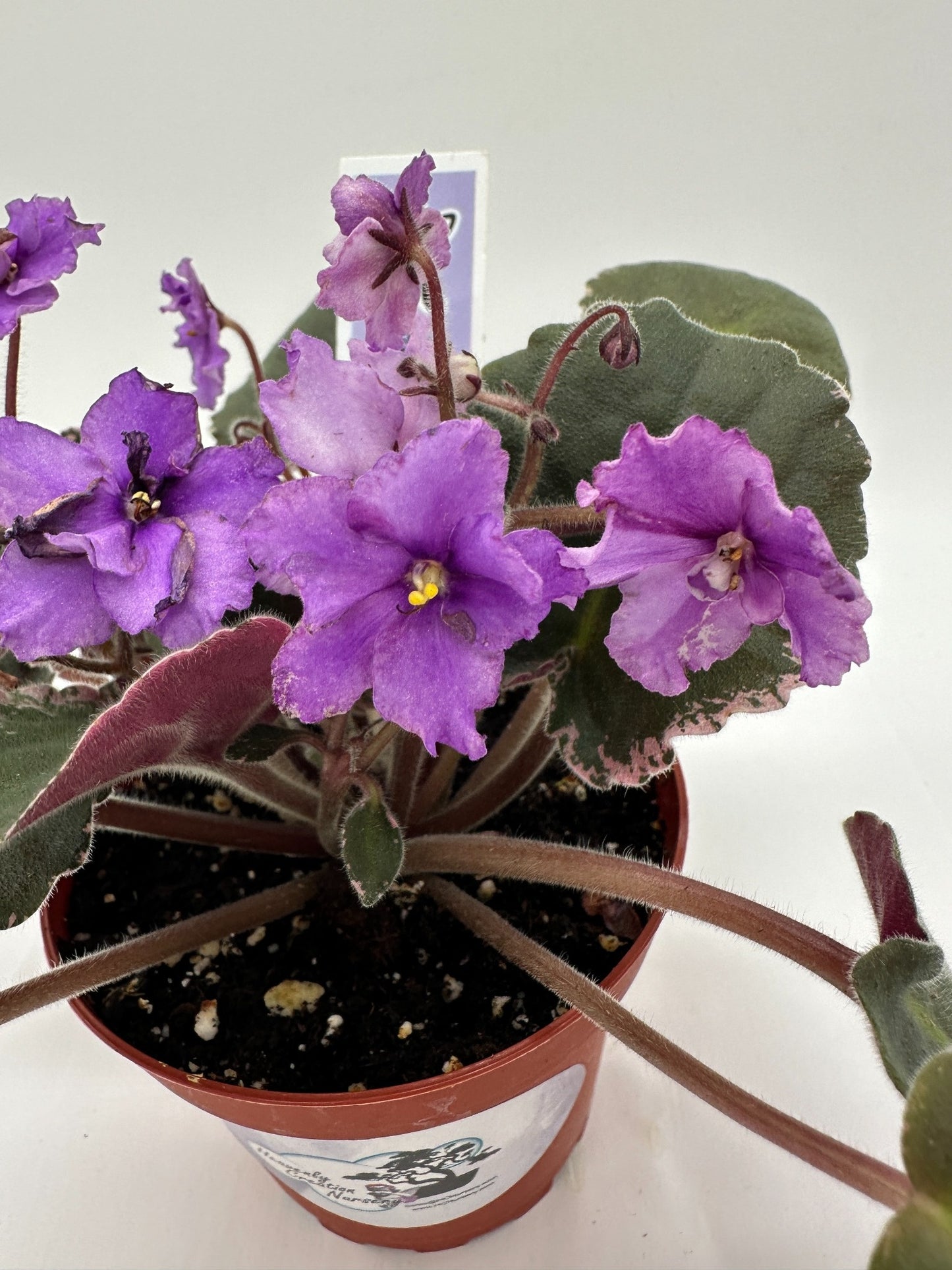 Buckeye Country Gal - Live African Violet 4"