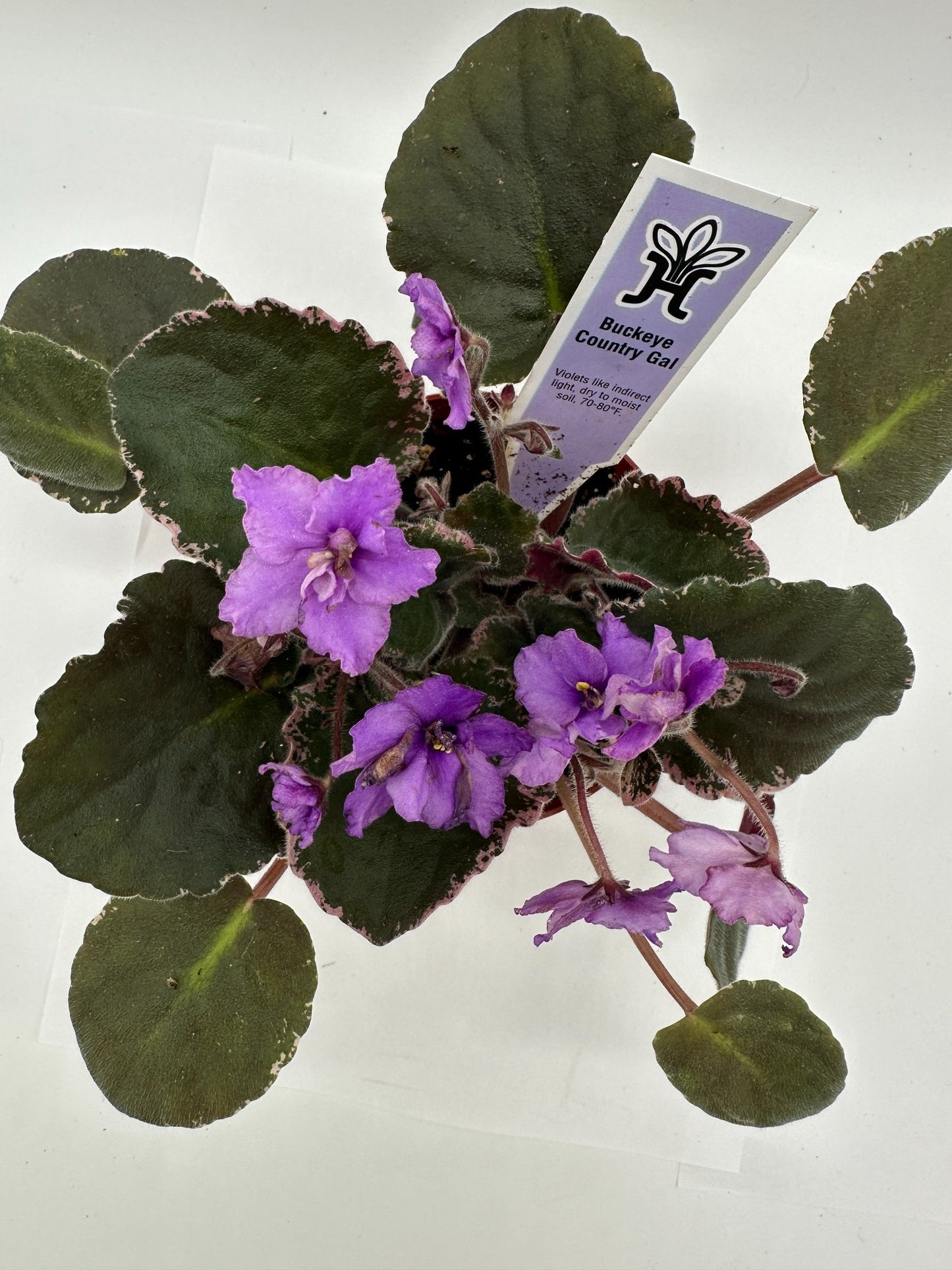 Buckeye Country Gal - Live African Violet 4"