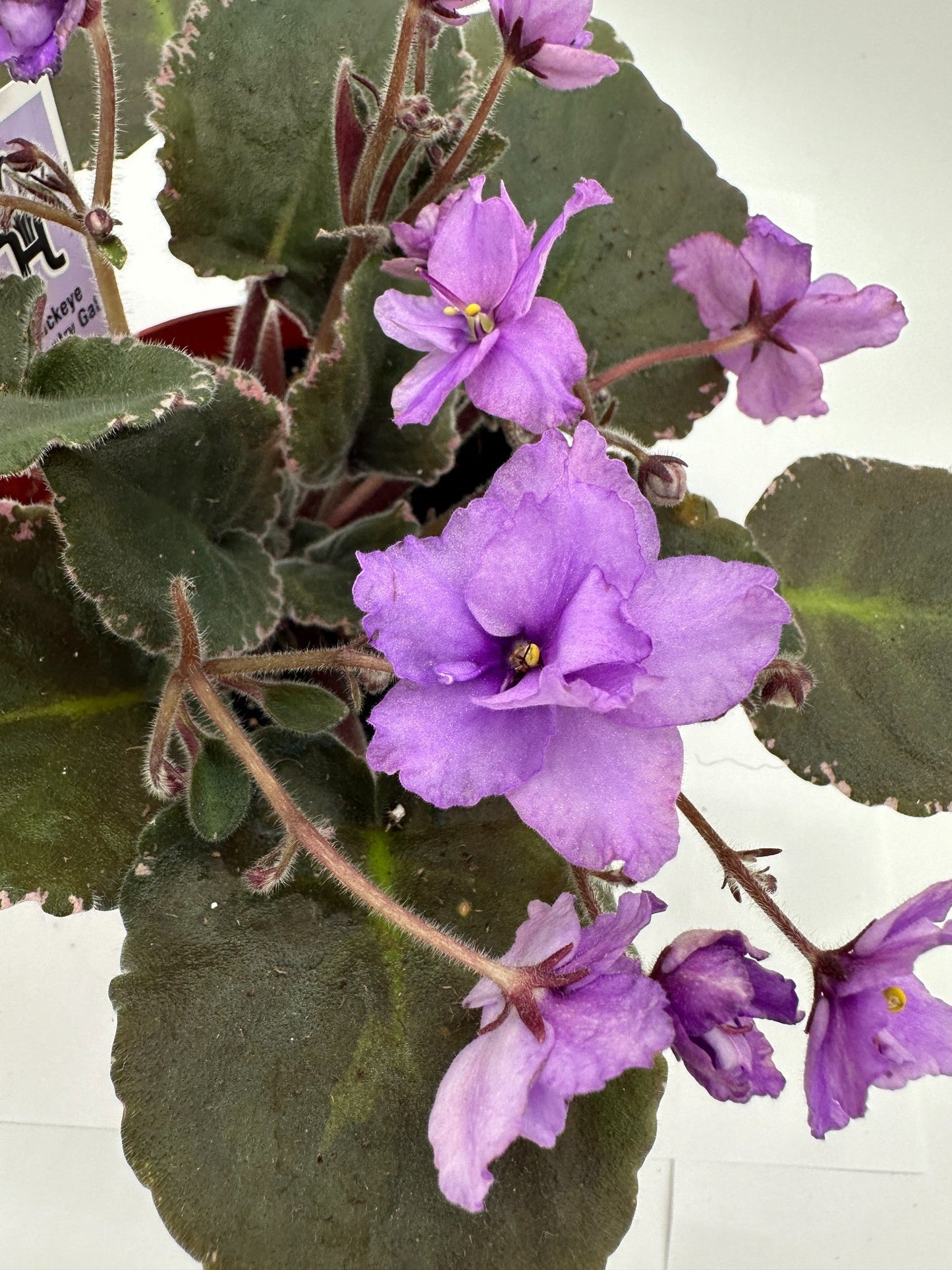Buckeye Country Gal - Live African Violet 4"