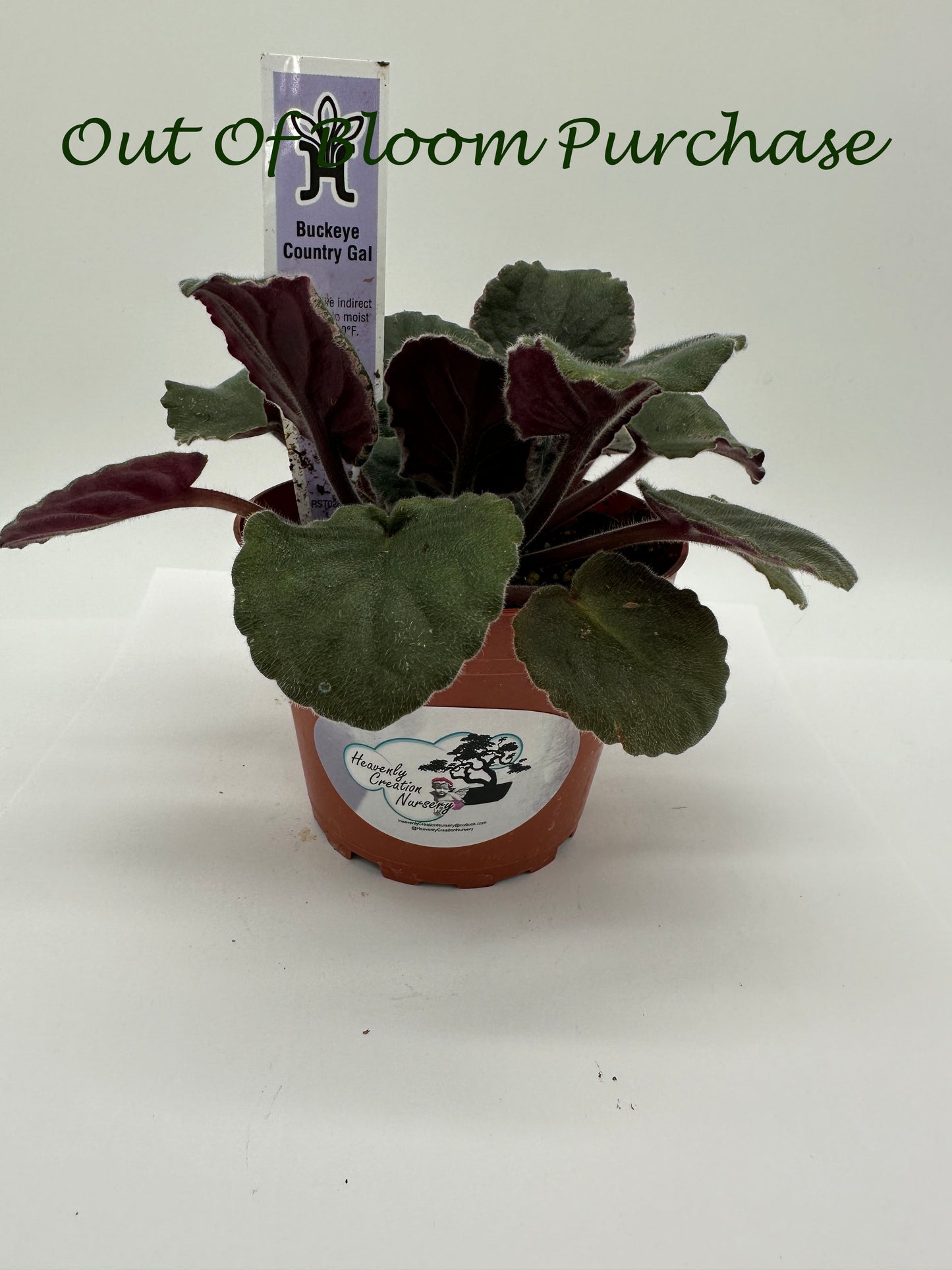 Buckeye Country Gal - Live African Violet 4"