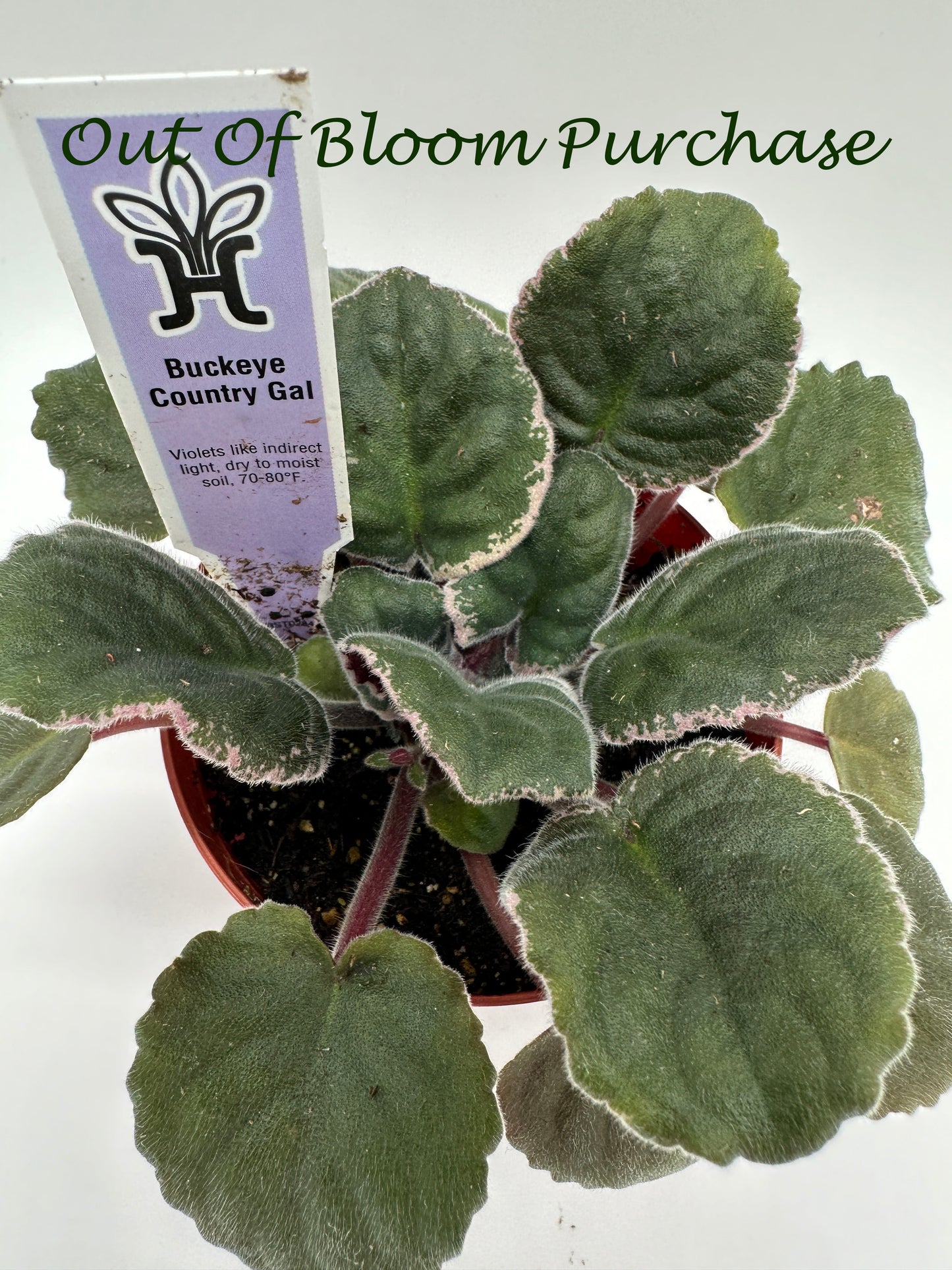 Buckeye Country Gal - Live African Violet 4"