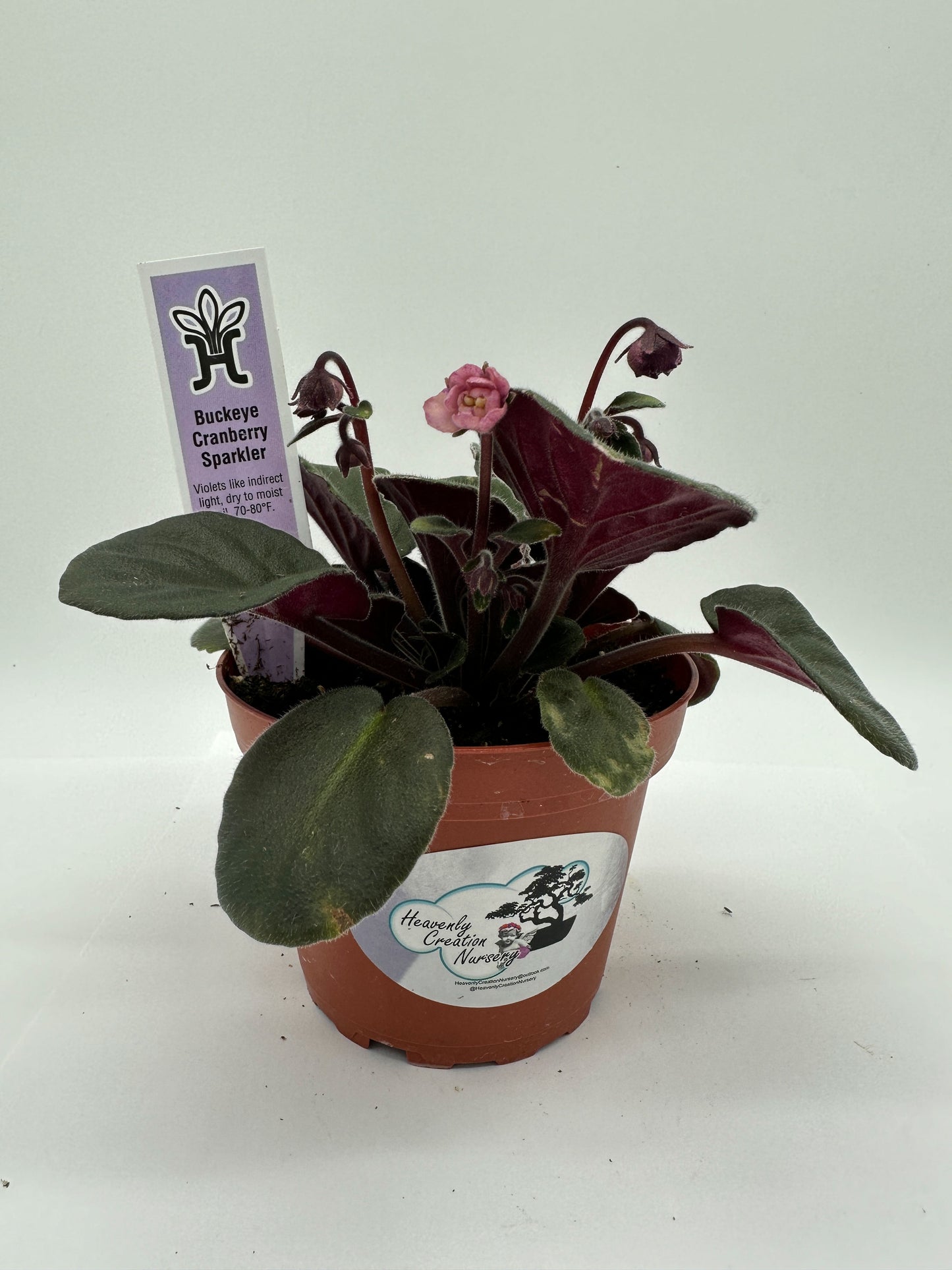 Buckeye Cranberry Sparkler - Live African Violet 4"