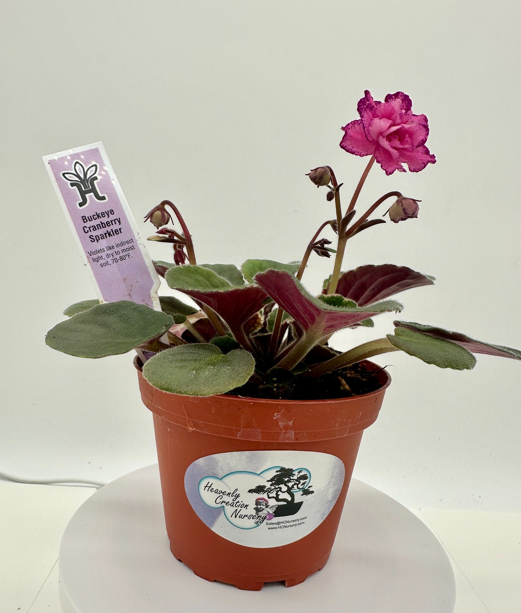 Buckeye Cranberry Sparkler - Live African Violet 4