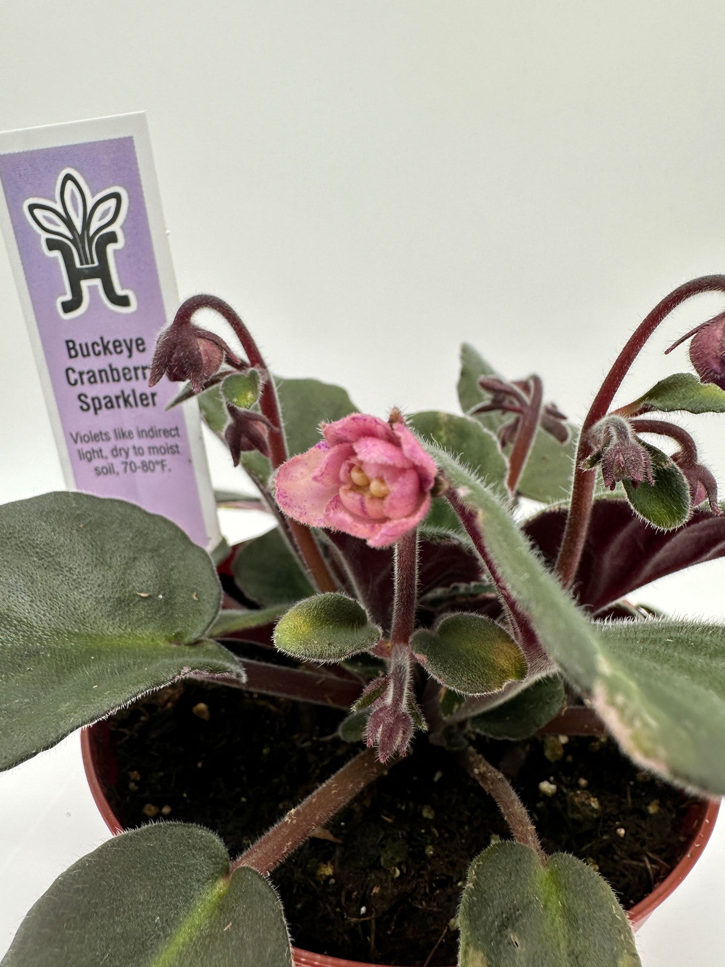 Buckeye Cranberry Sparkler - Live African Violet 4"