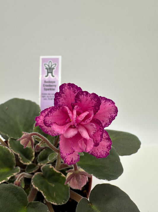 Buckeye Cranberry Sparkler - Live African Violet 4"