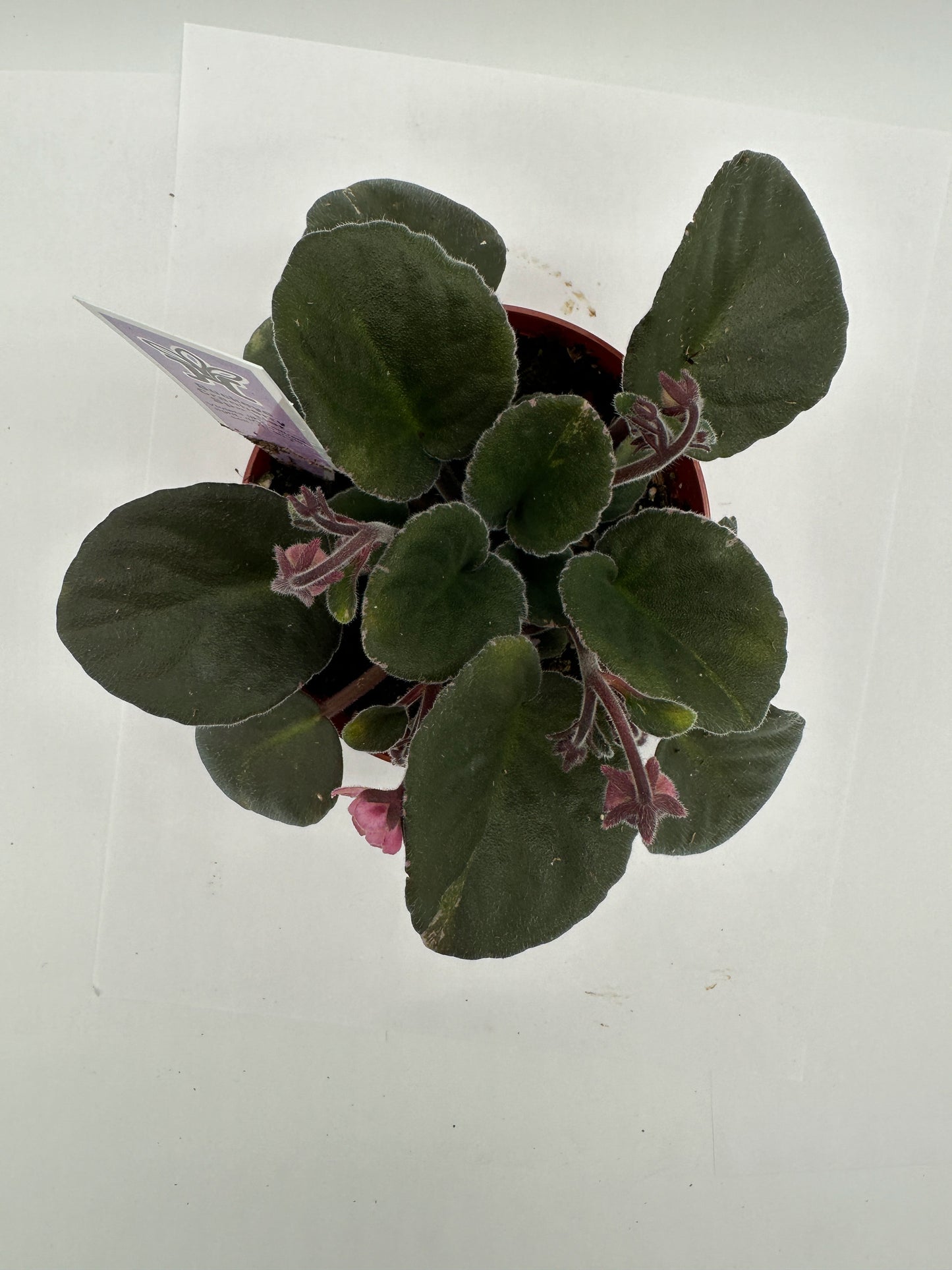 Buckeye Cranberry Sparkler - Live African Violet 4"