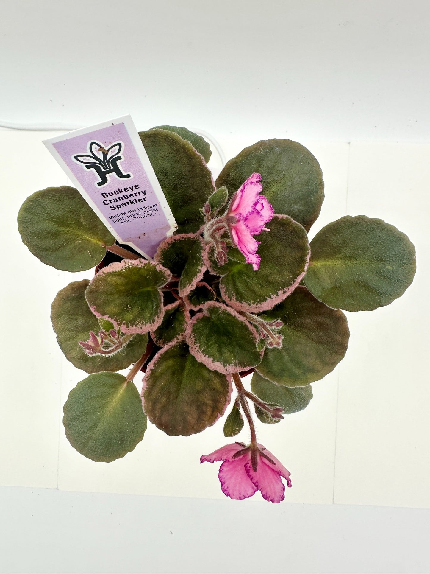 Buckeye Cranberry Sparkler - Live African Violet 4"