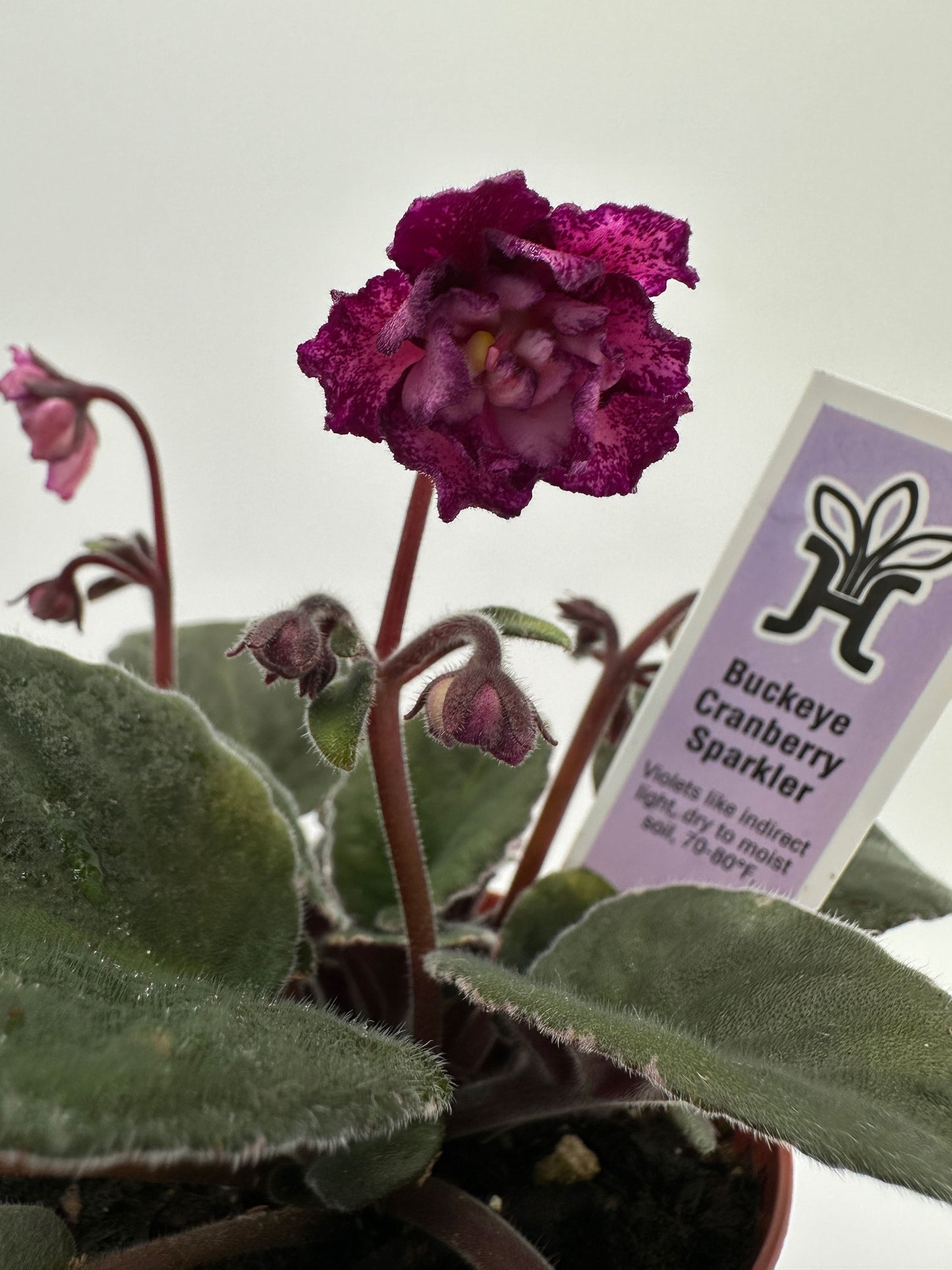 Buckeye Cranberry Sparkler - Live African Violet 4"