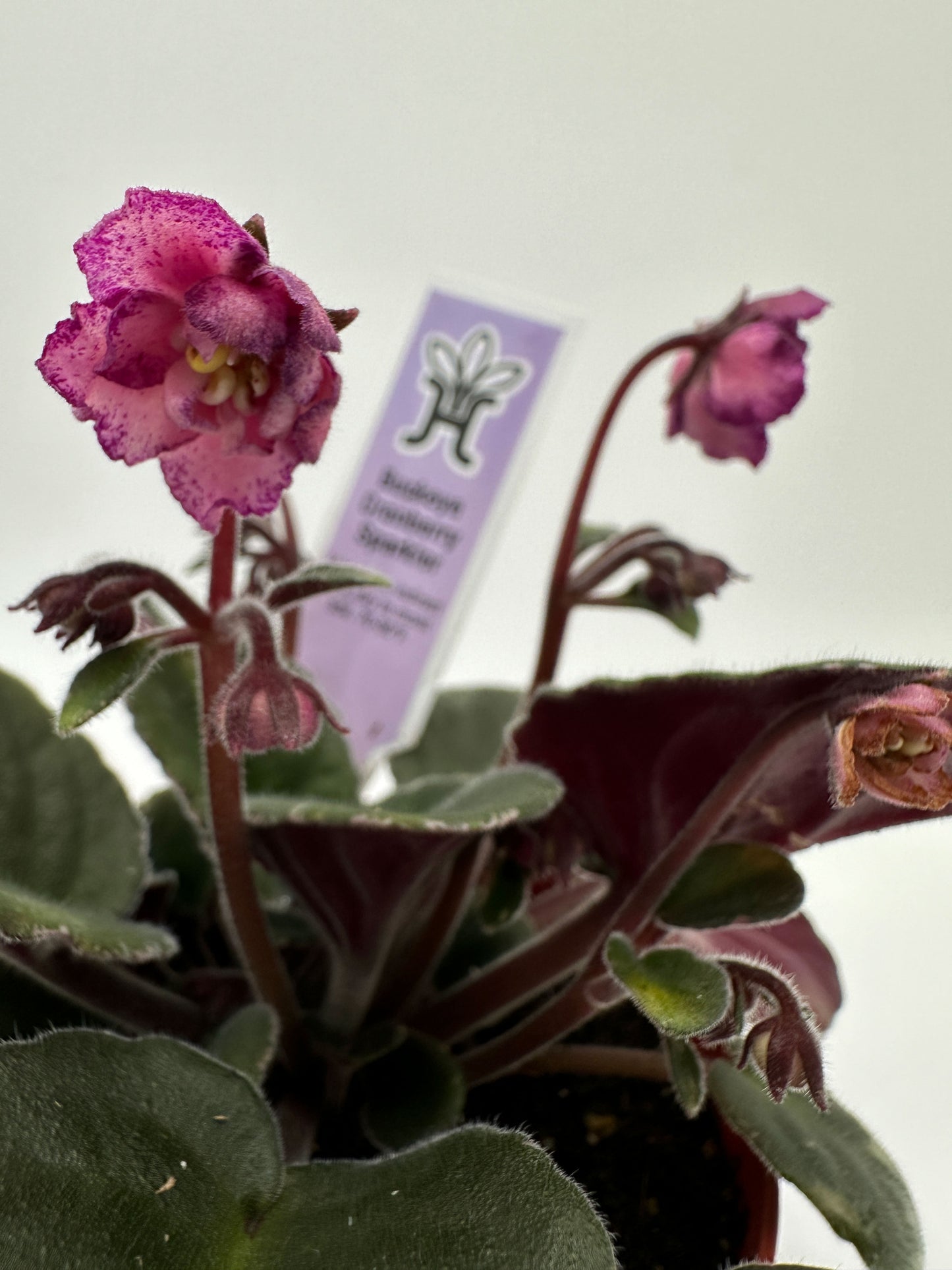 Buckeye Cranberry Sparkler - Live African Violet 4"