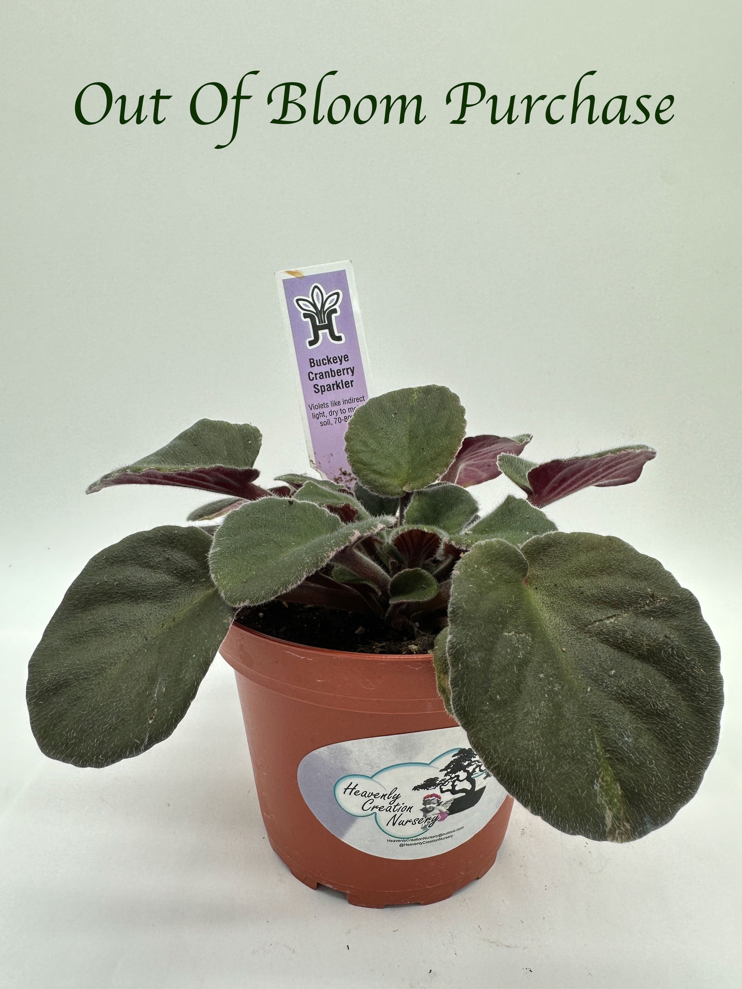 Buckeye Cranberry Sparkler - Live African Violet 4"