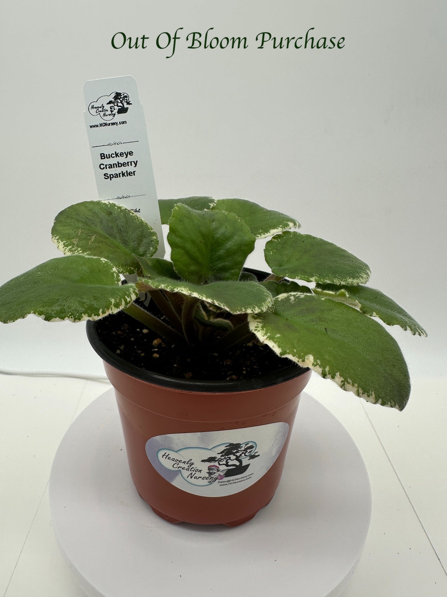 Buckeye Cranberry Sparkler - Live African Violet 4