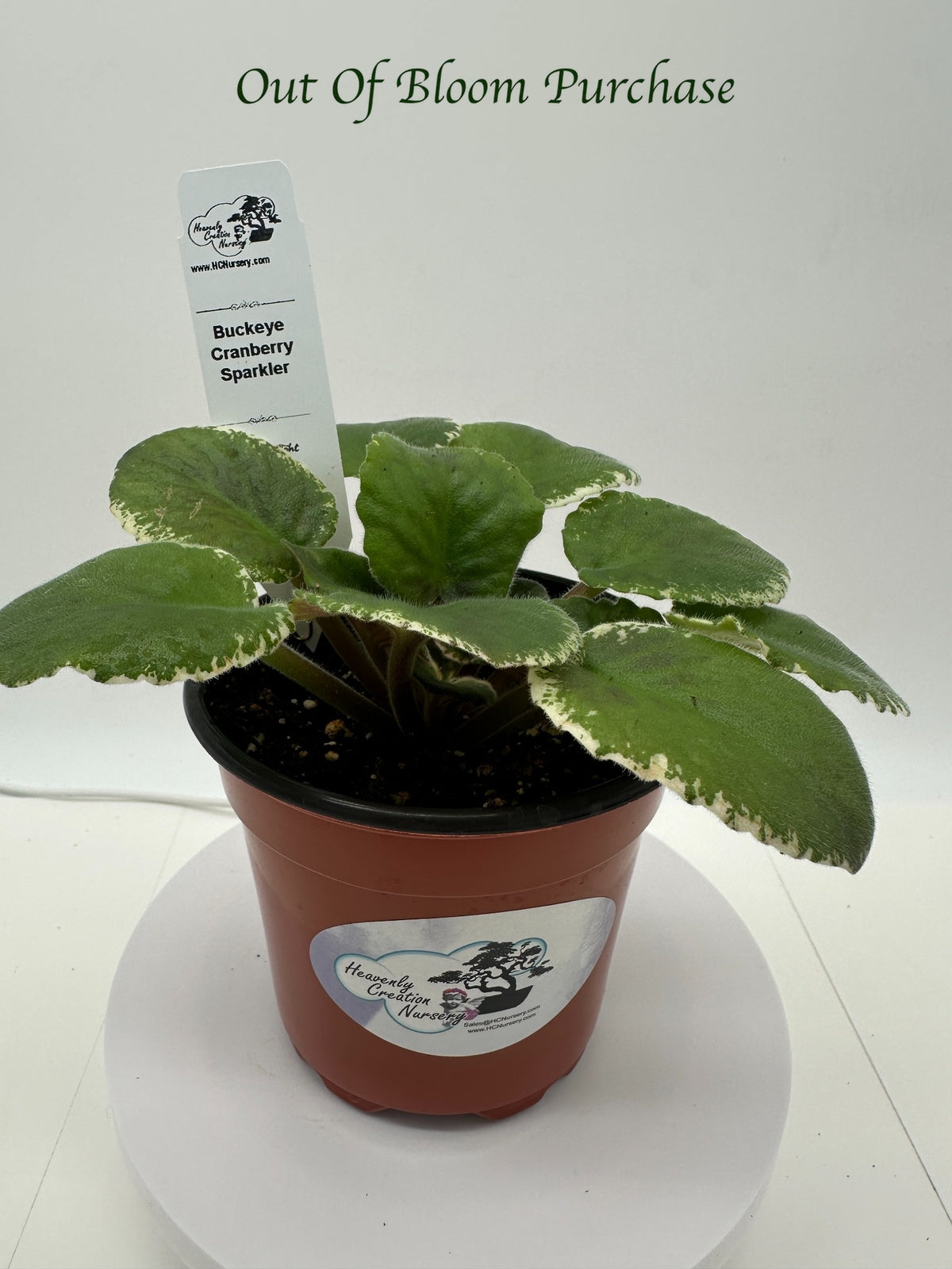 Buckeye Cranberry Sparkler - Live African Violet 4"