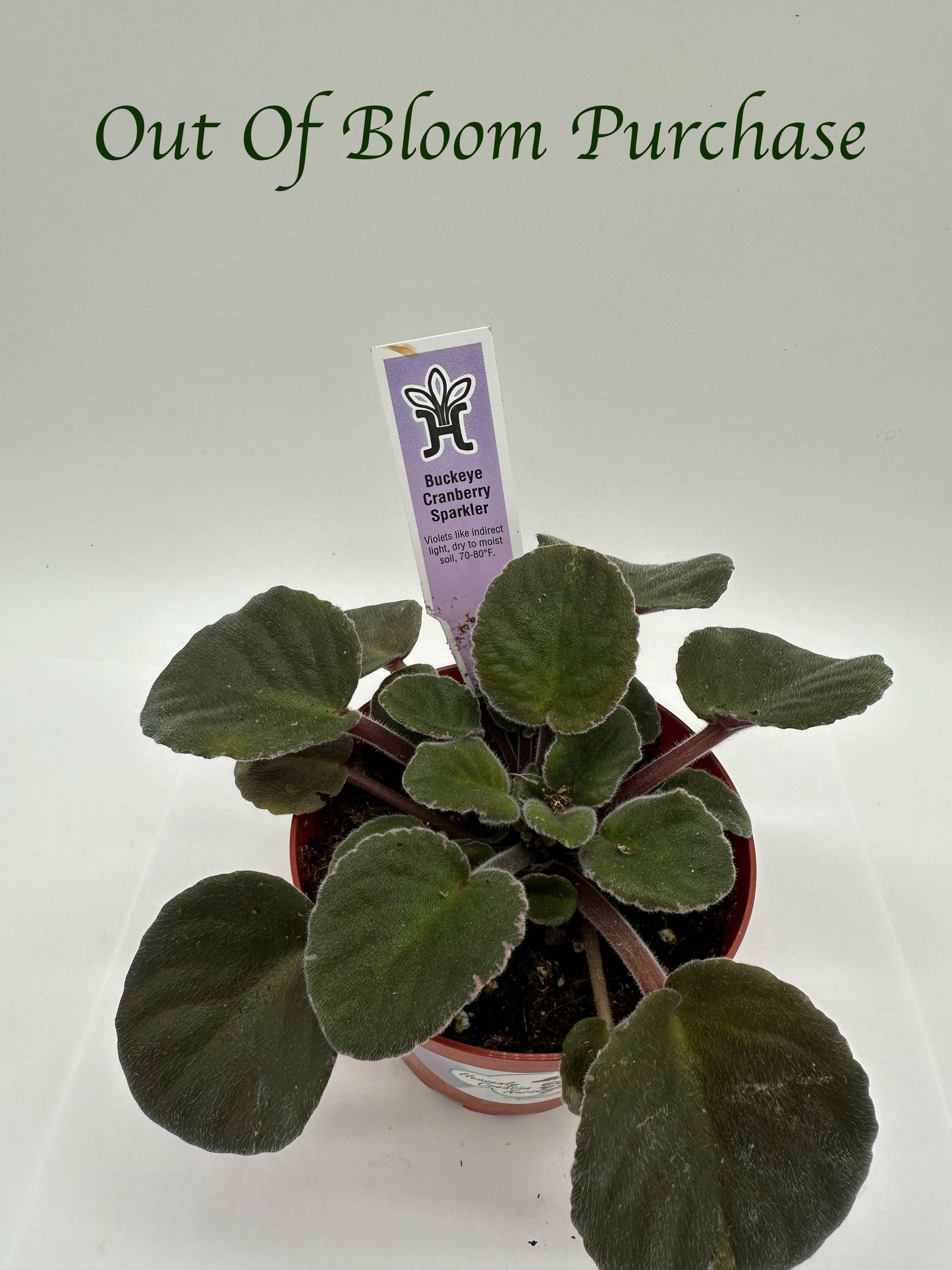 Buckeye Cranberry Sparkler - Live African Violet 4"