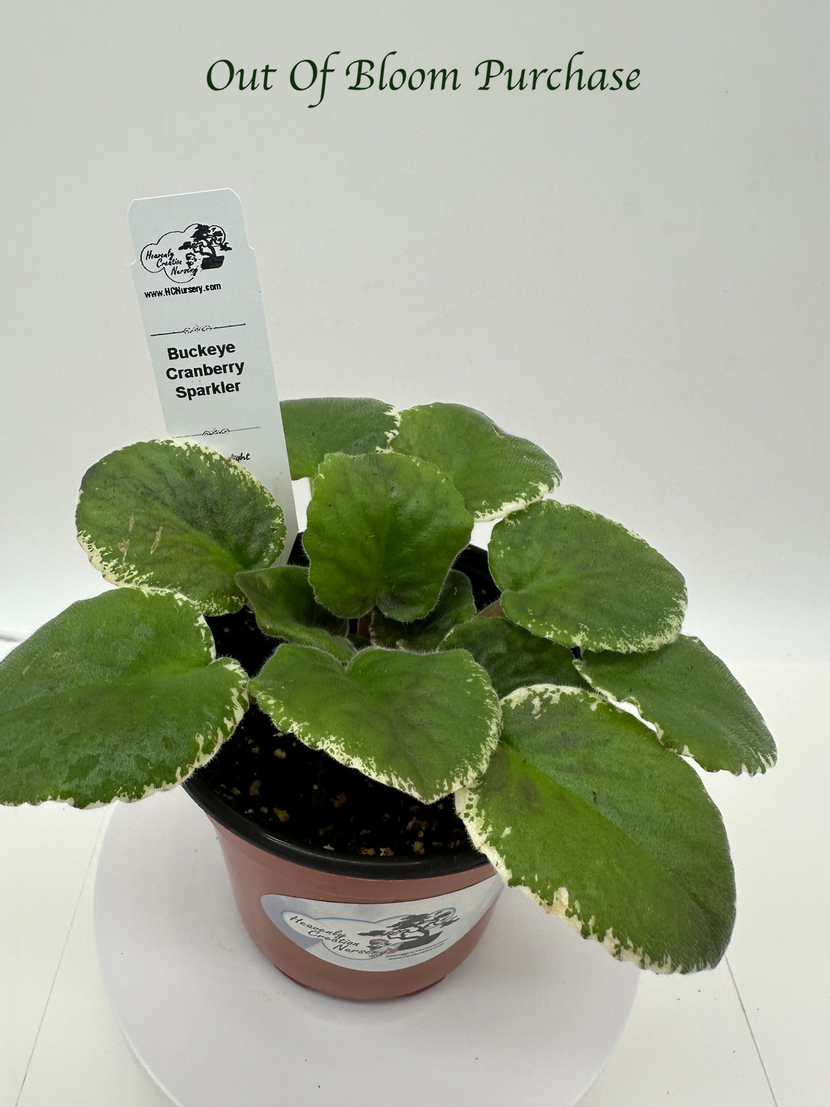 Buckeye Cranberry Sparkler - Live African Violet 4"