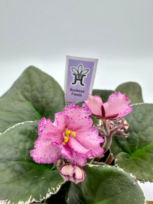 Buckeye Fiesta - Live African Violet 4"