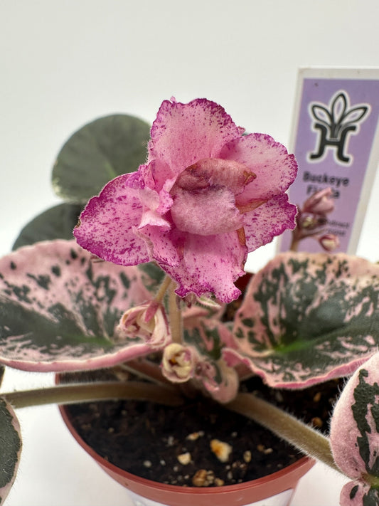 Buckeye Fiesta - Live African Violet 4"