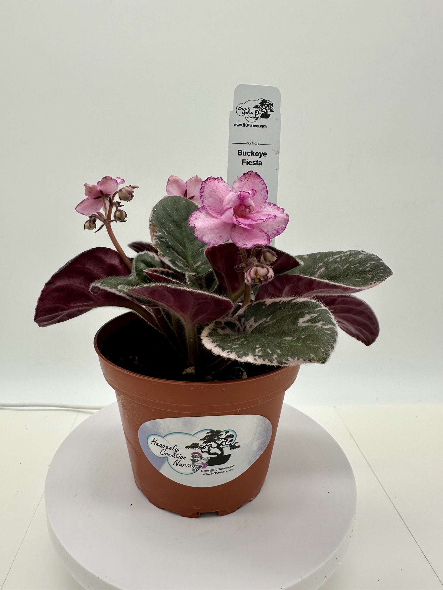 Buckeye Fiesta - Variegated - Live African Violet 4"