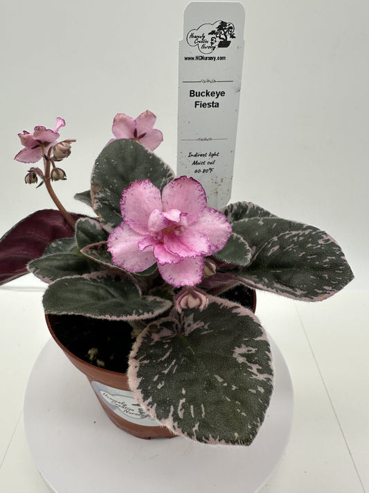 Buckeye Fiesta - Variegated - Live African Violet 4"