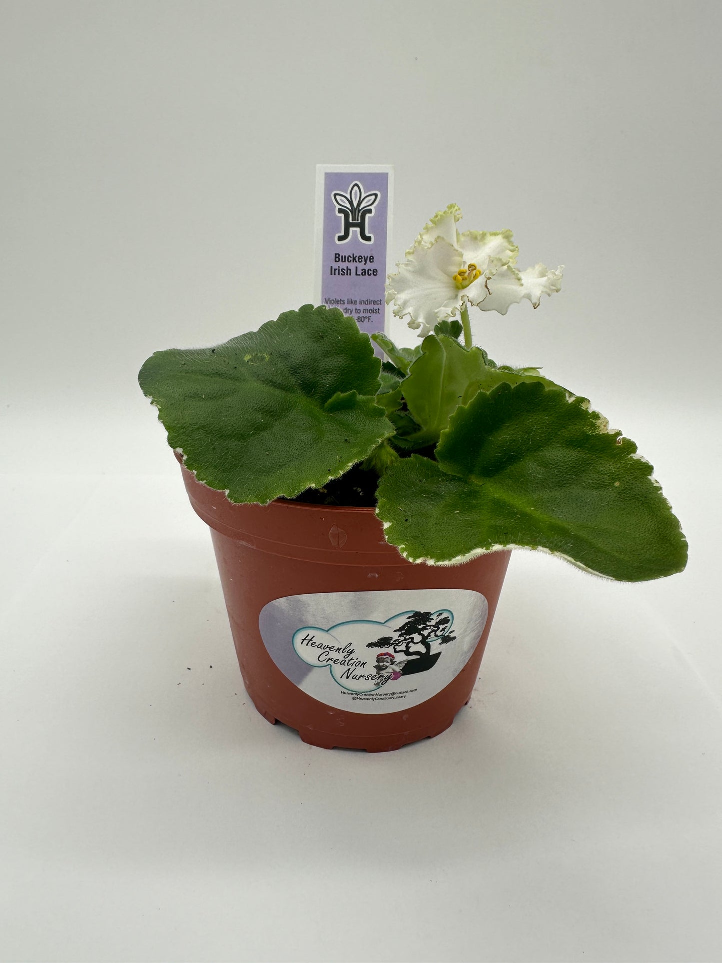 Buckeye Irish Lace - Live African Violet 4"