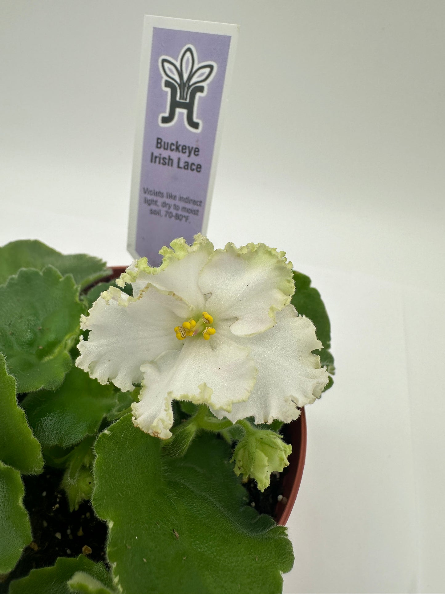 Buckeye Irish Lace - Live African Violet 4"