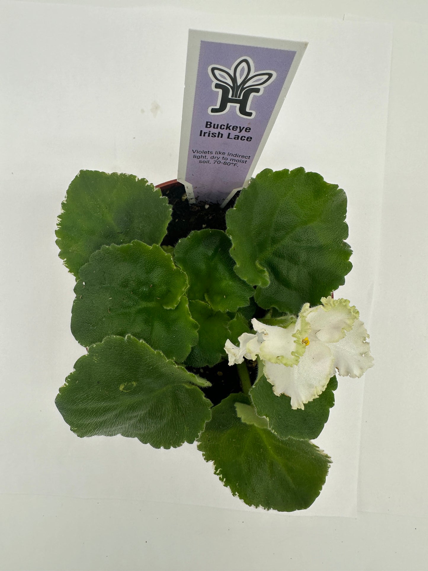 Buckeye Irish Lace - Live African Violet 4"