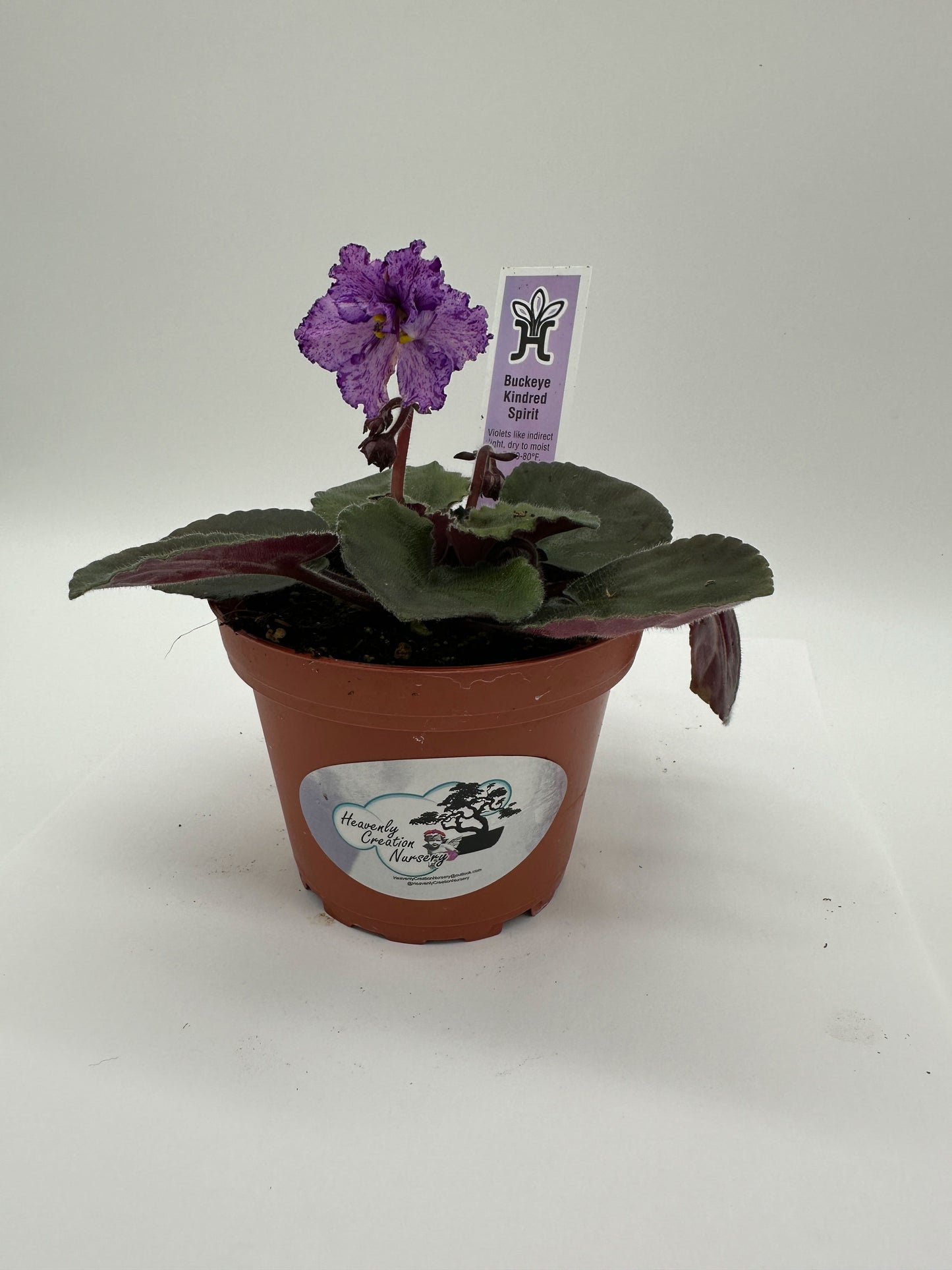 Buckeye Kindred Spirit - Live African Violet 4"