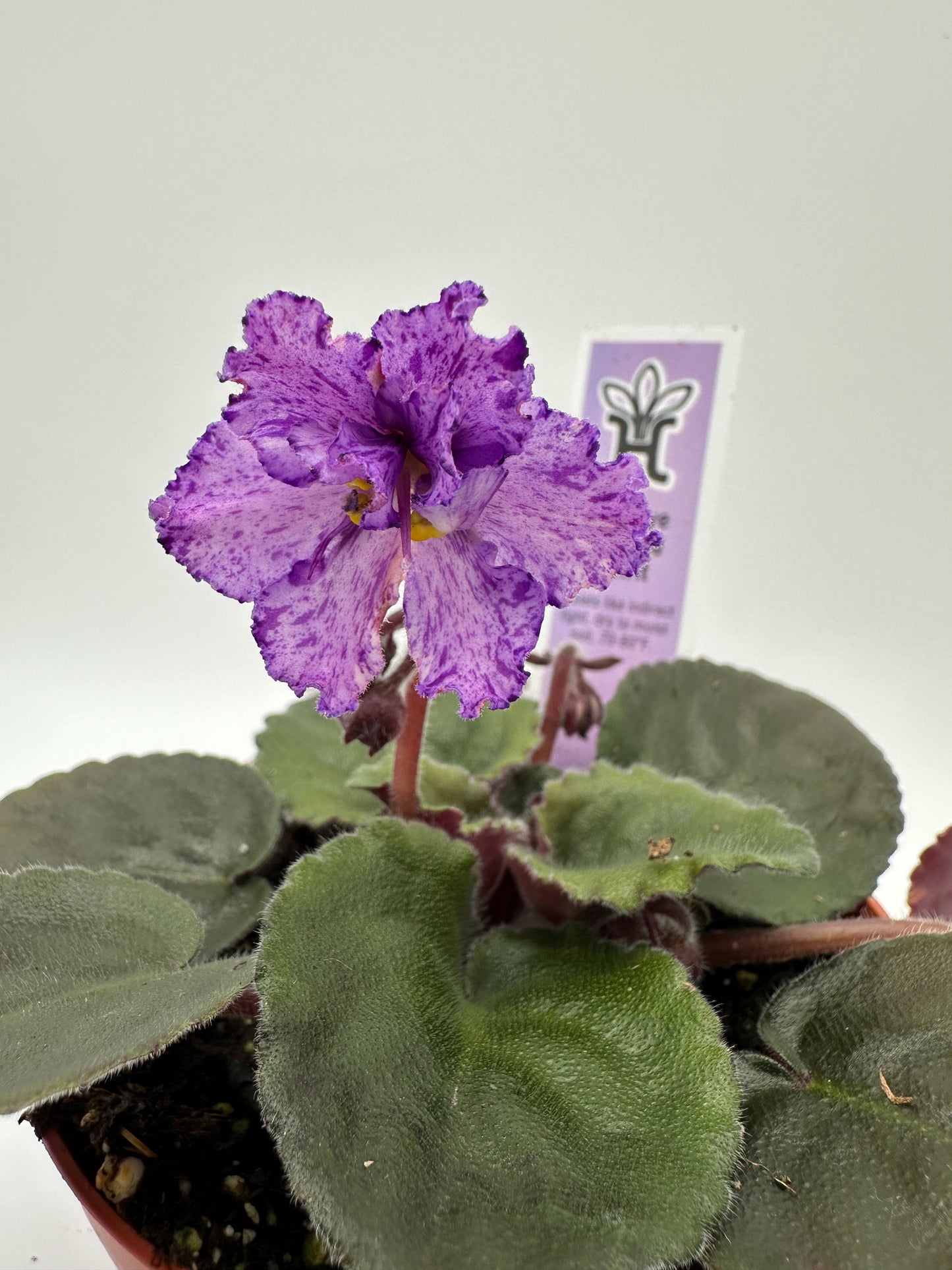 Buckeye Kindred Spirit - Live African Violet 4"