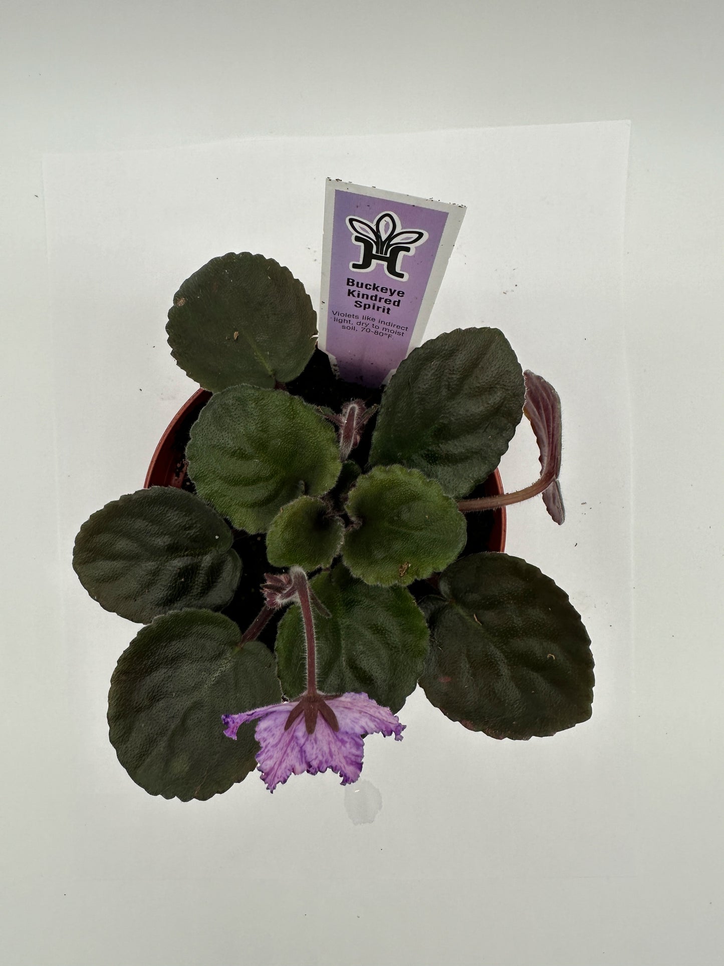 Buckeye Kindred Spirit - Live African Violet 4"