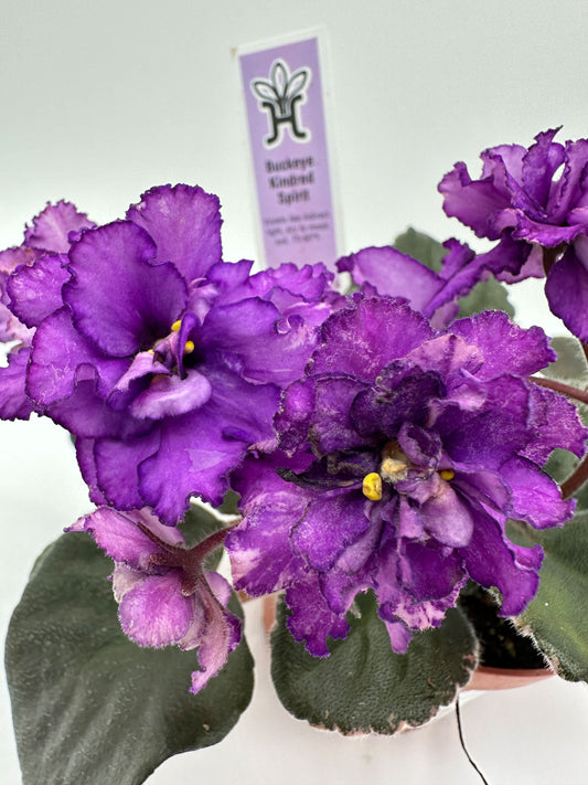 Buckeye Kindred Spirit - Dk Purple Hybrid - Live African Violet 4"