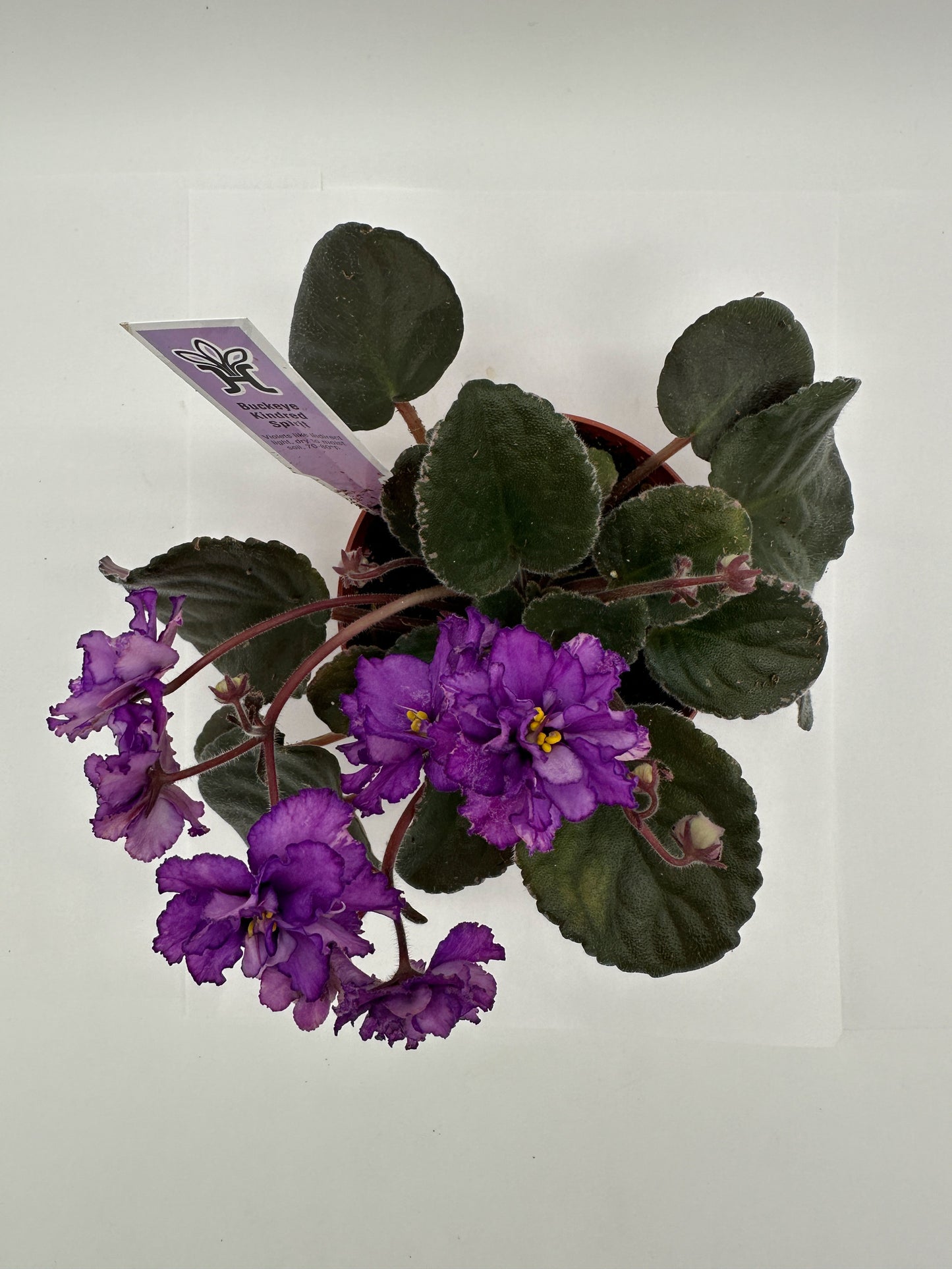 Buckeye Kindred Spirit - Dk Purple Hybrid - Live African Violet 4"